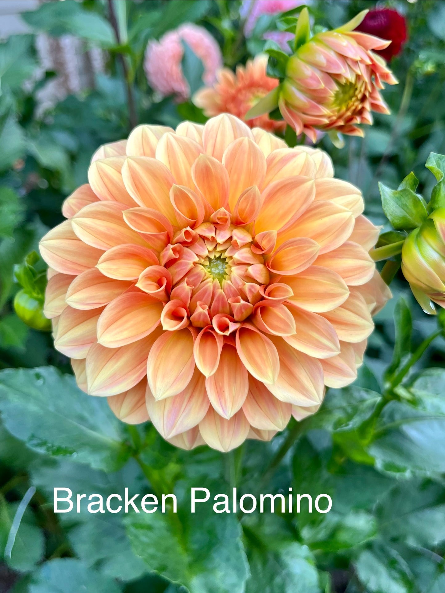 Bracken Palomino