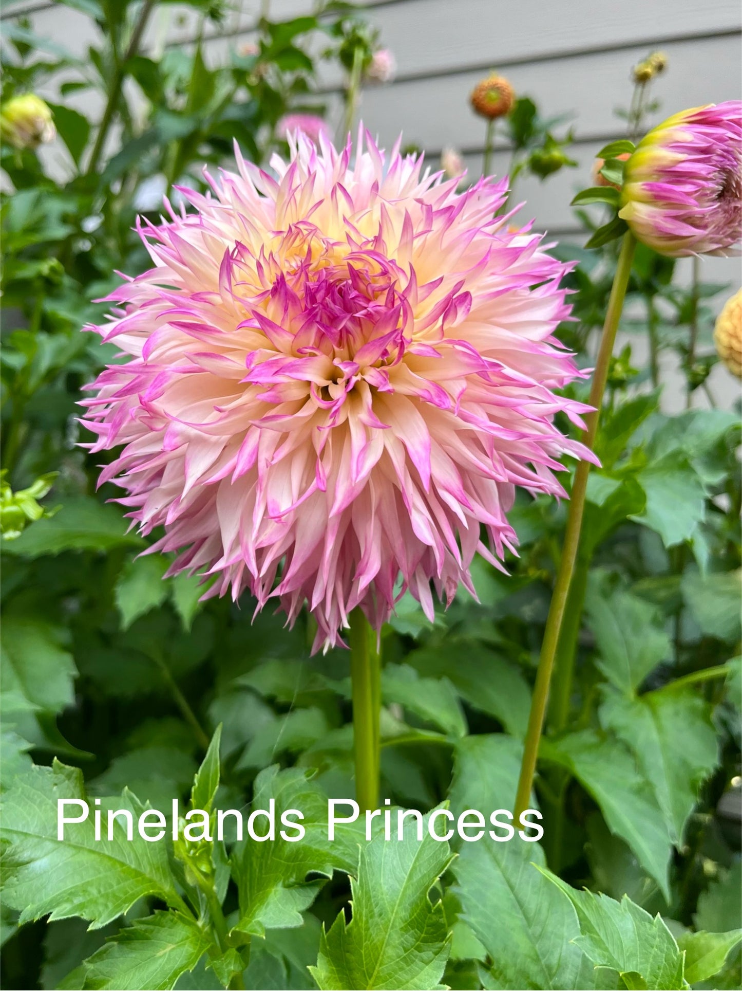 Pinelands Princess