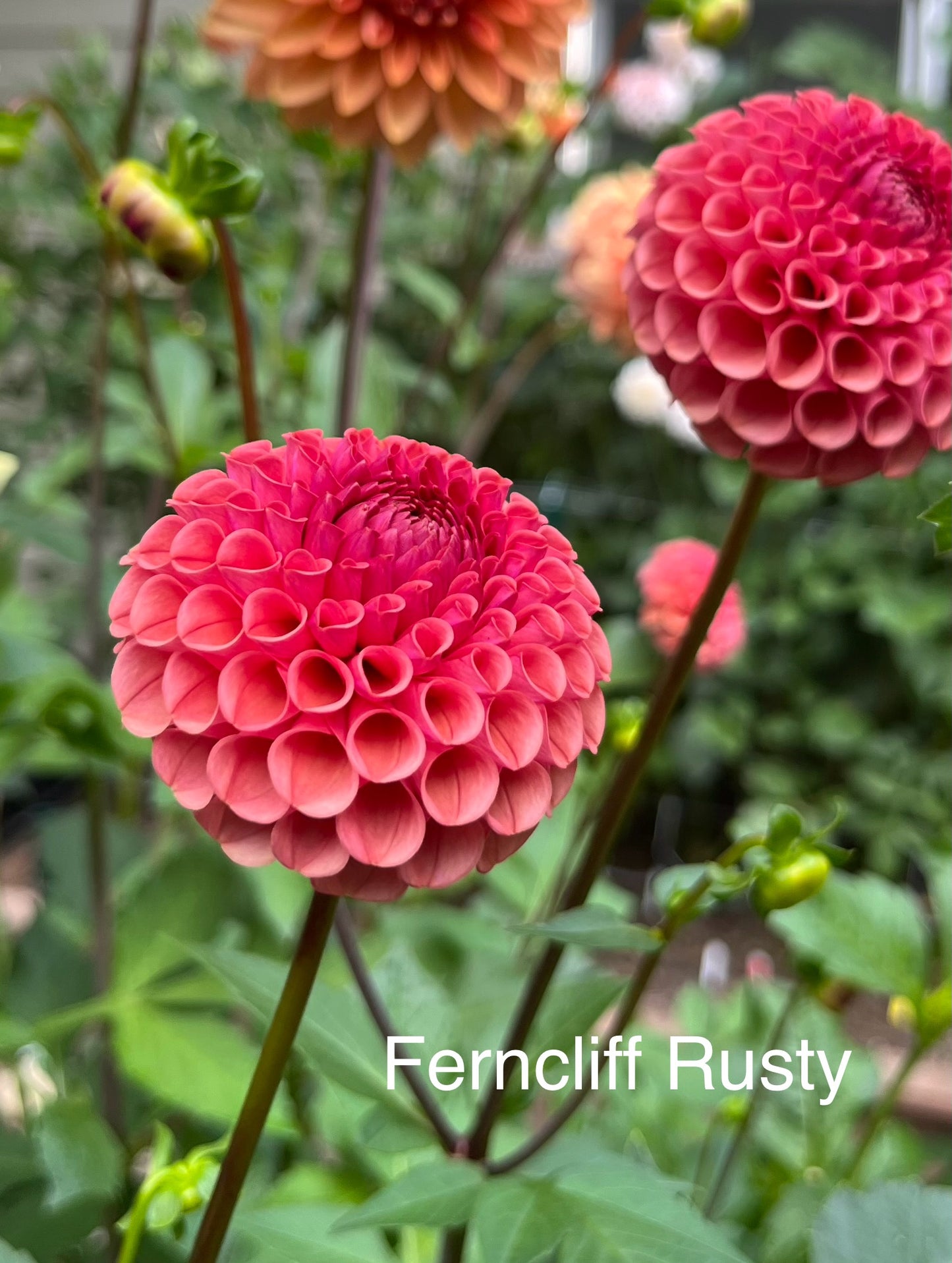 Ferncliff Rusty
