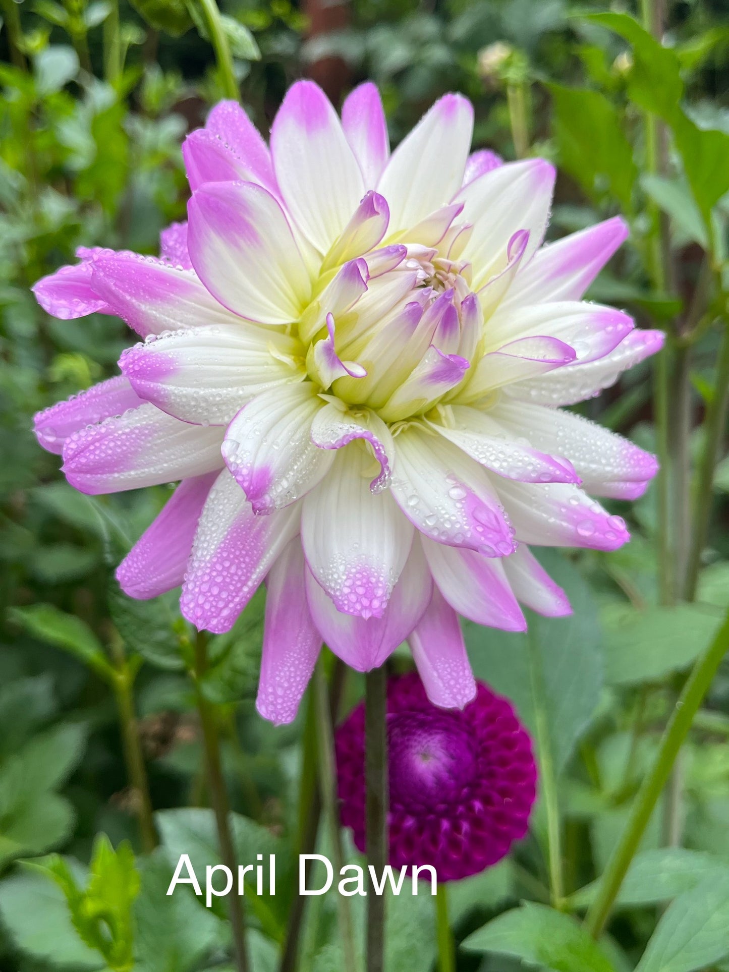 April Dawn