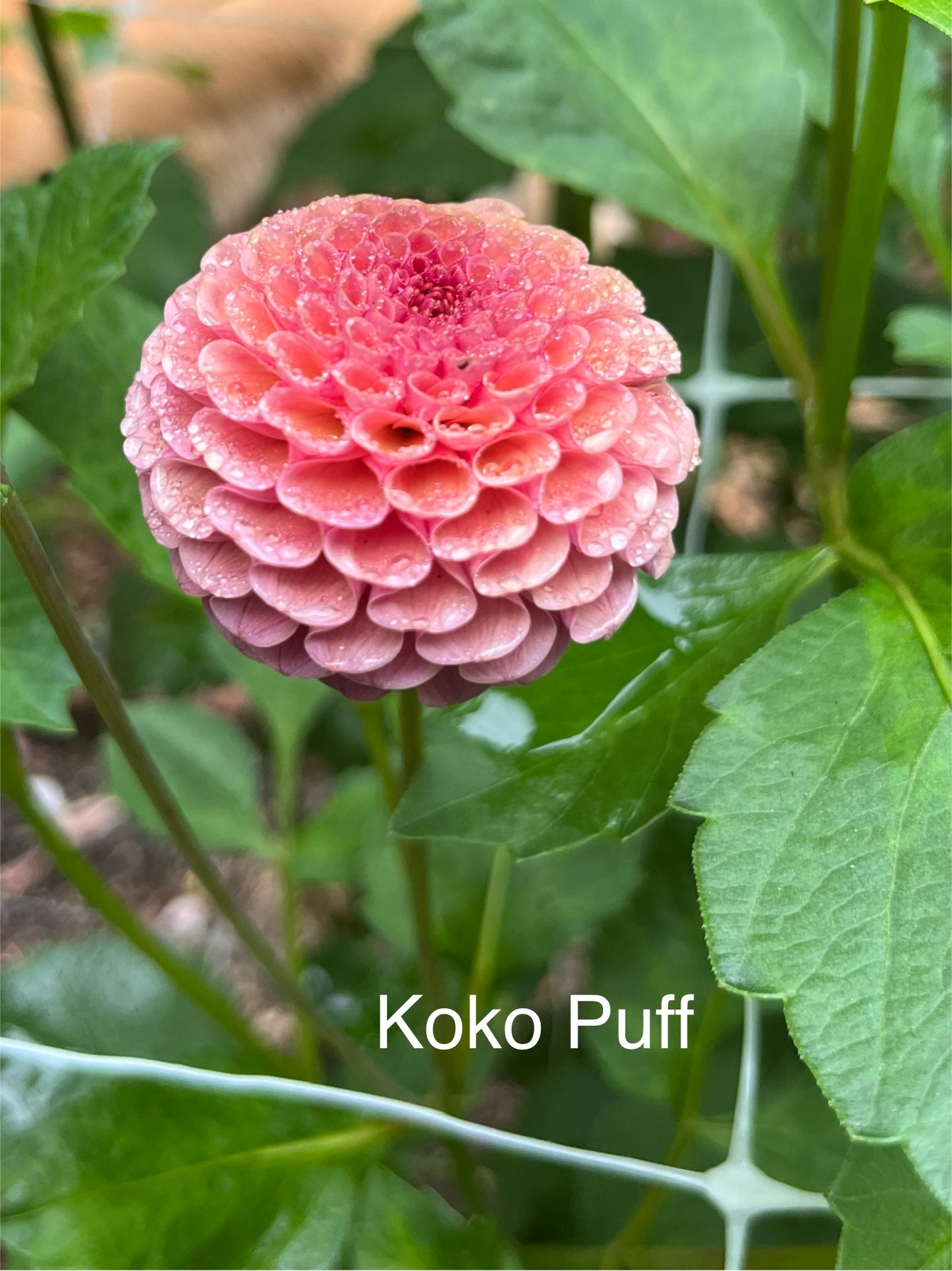 Koko Puff