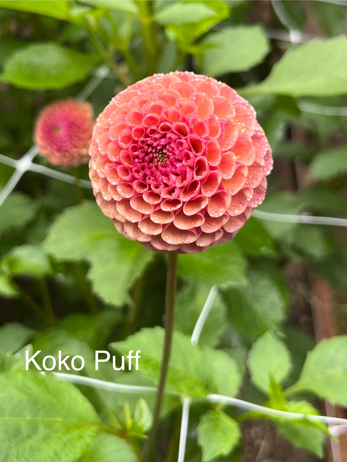Koko Puff