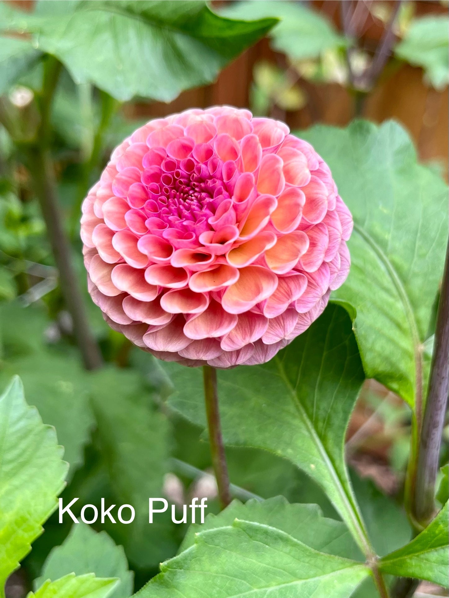 Koko Puff