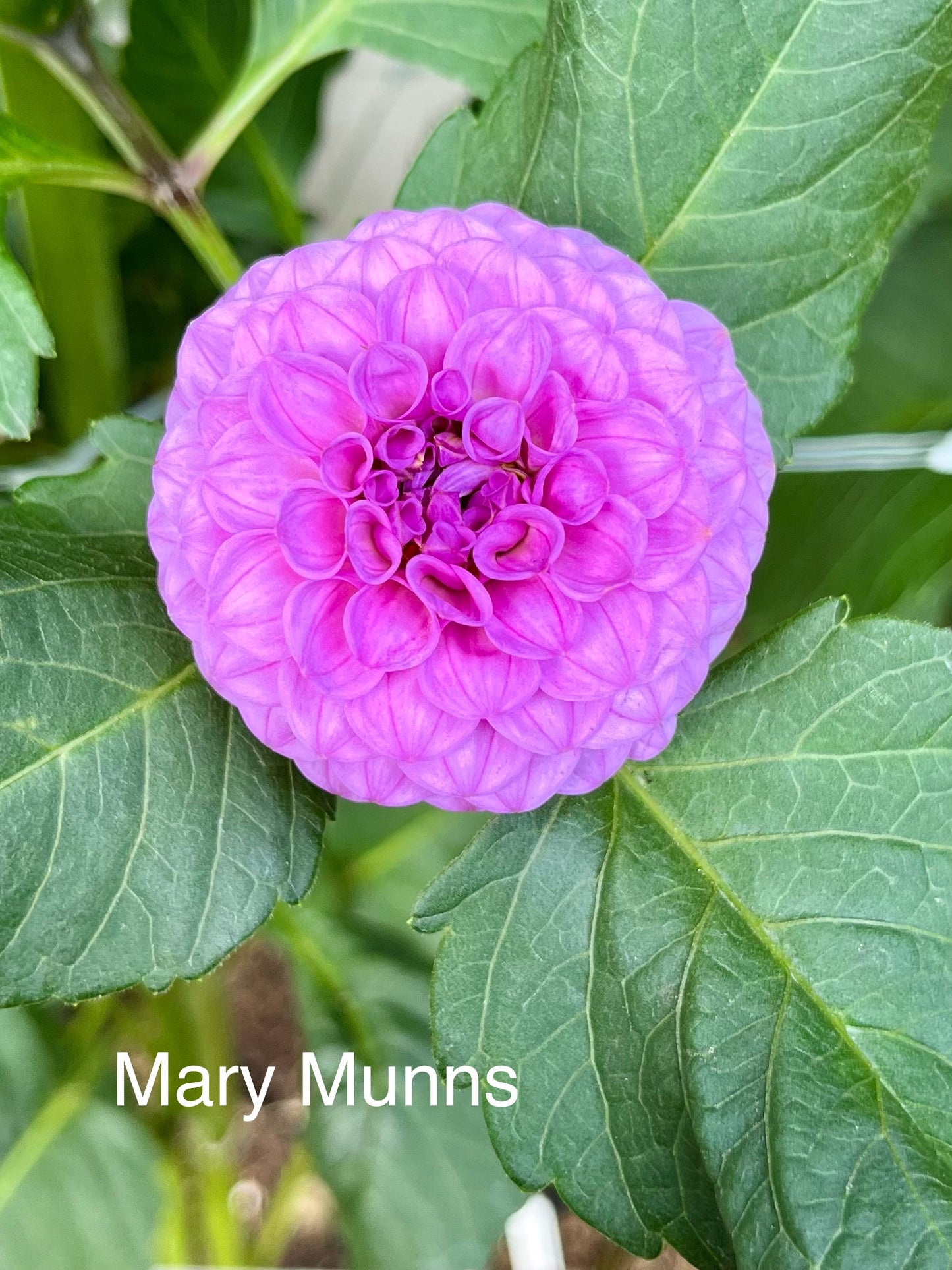 Mary Munns