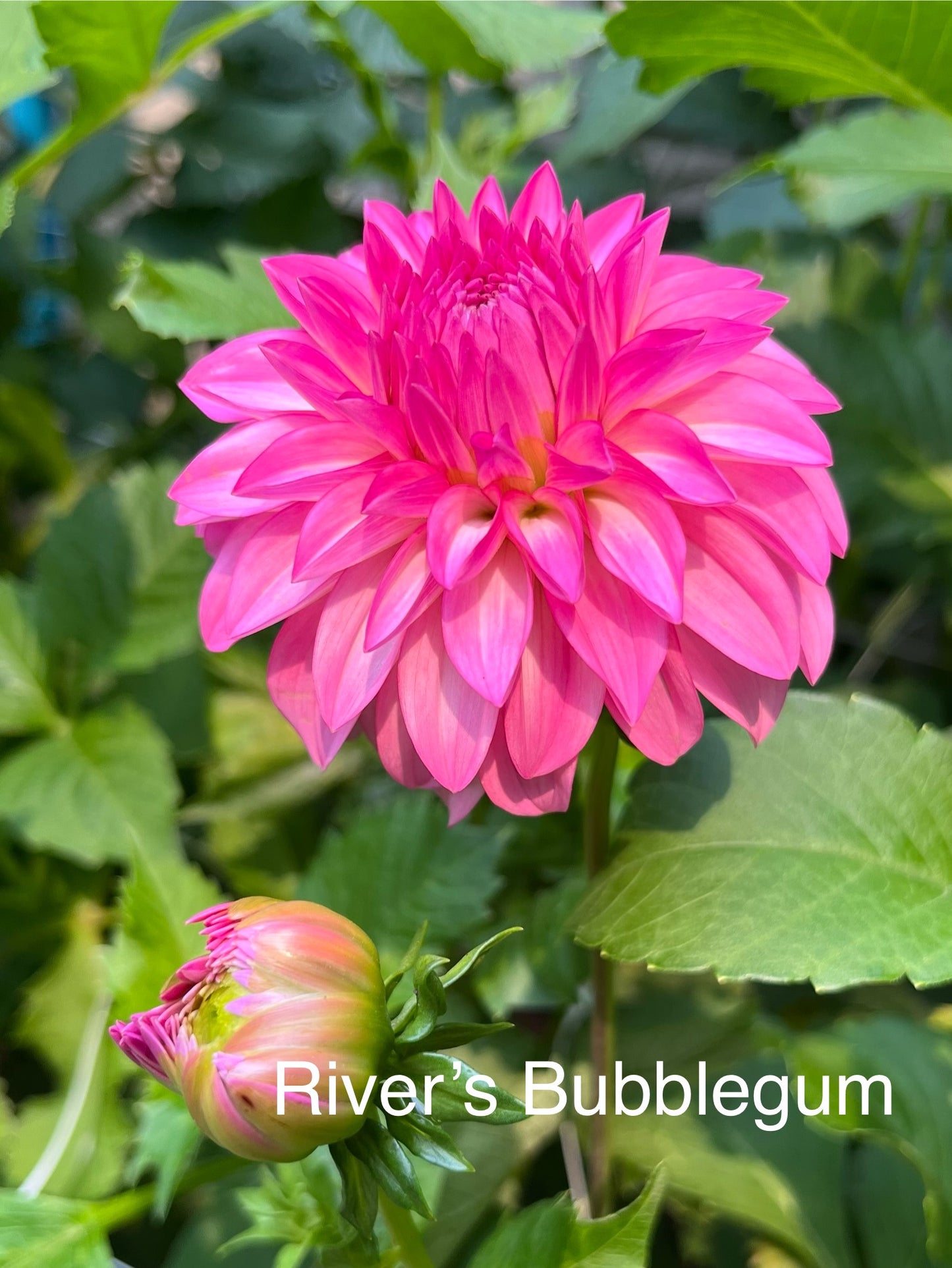 River’s Bubble Gum Rooted Cutting - LOCAL PICK UP ONLY