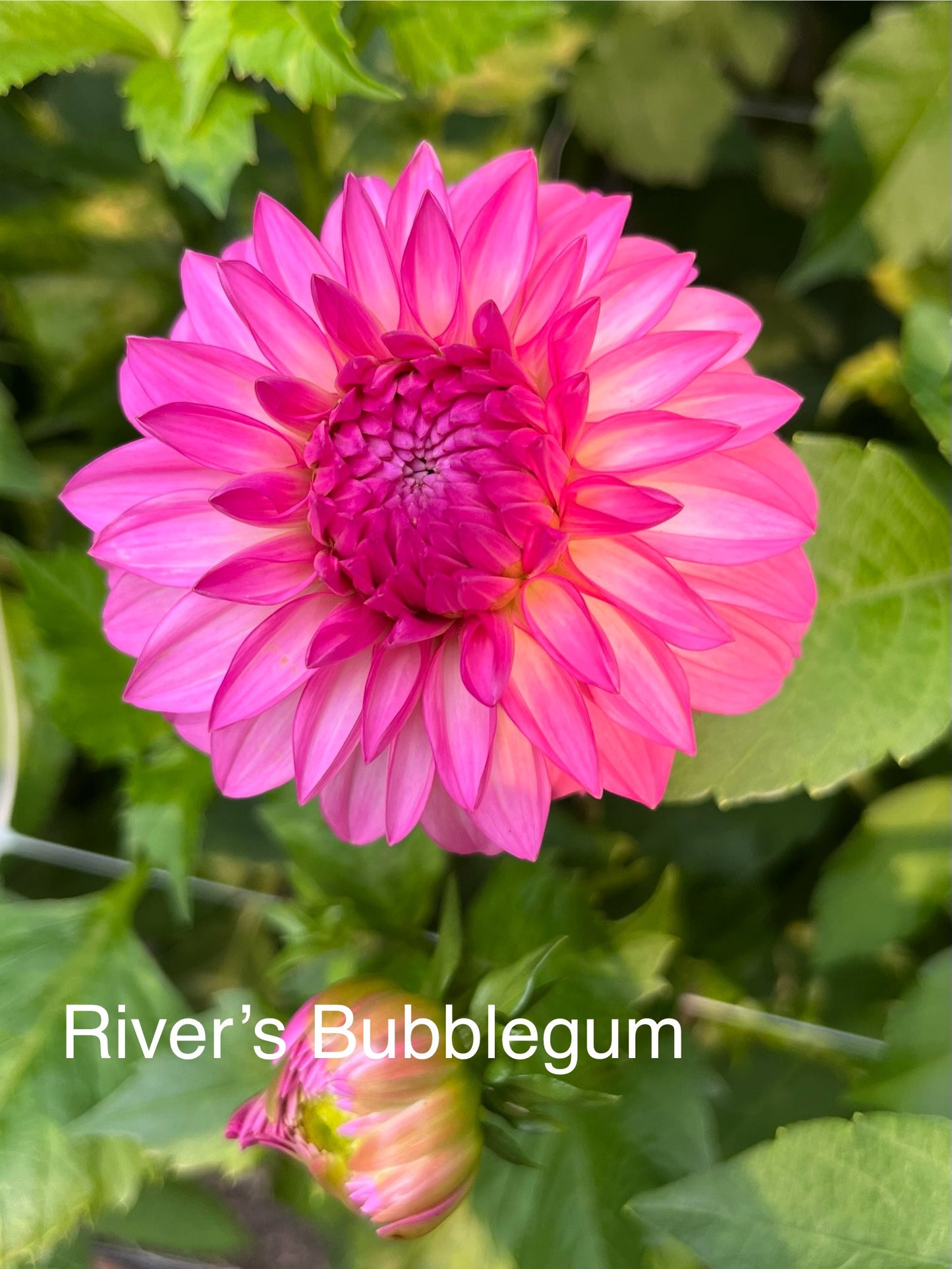 River’s Bubble Gum Rooted Cutting - LOCAL PICK UP ONLY