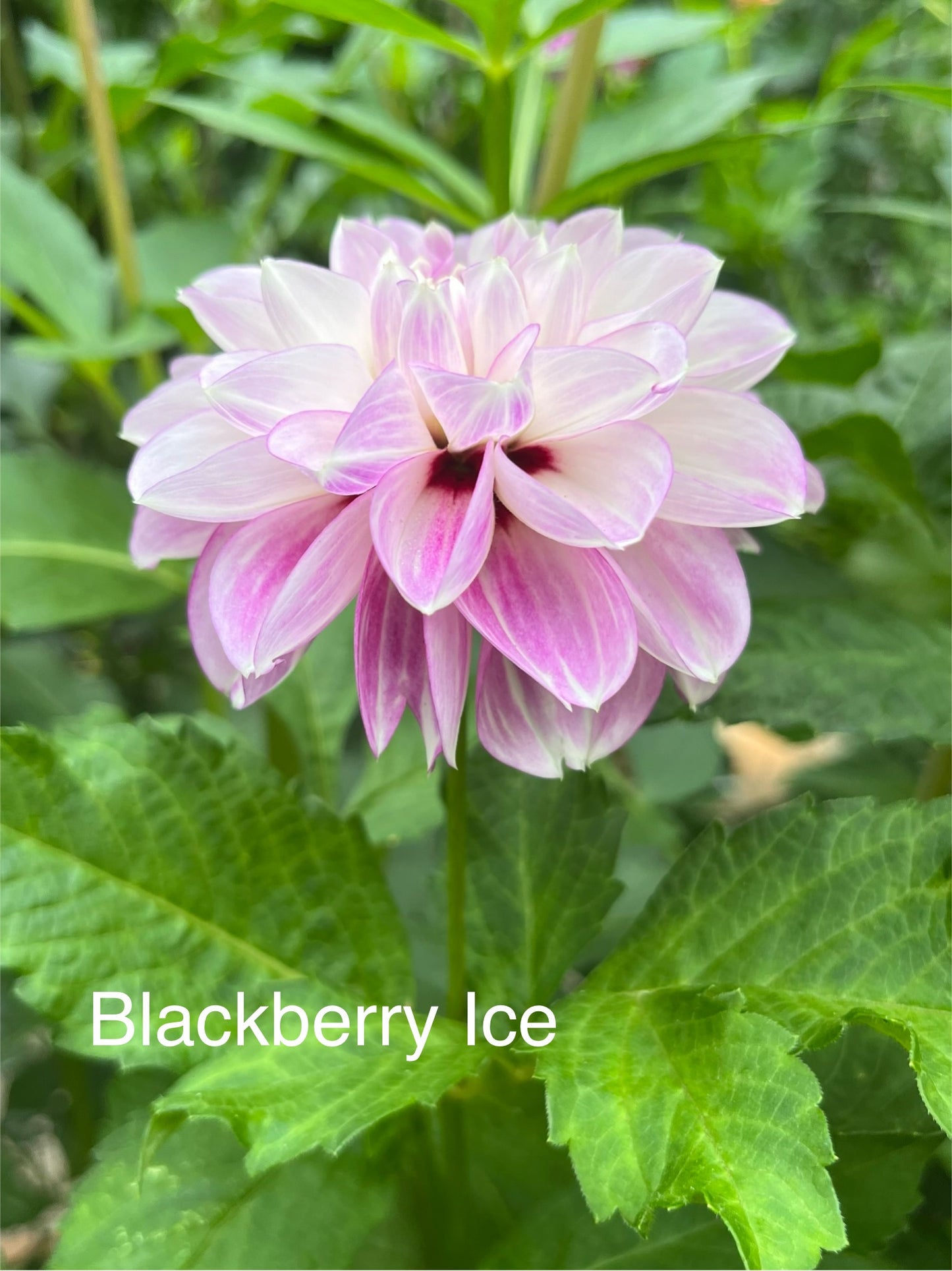Blackberry Ice