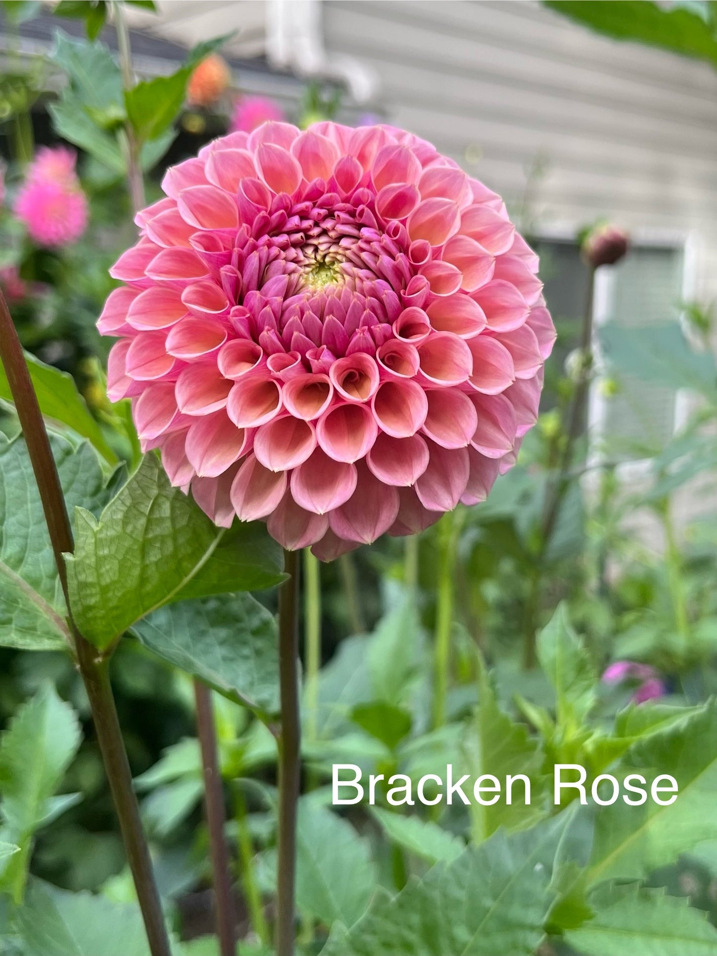 Bracken Rose Rooted Cutting - LOCAL PICK UP ONLY
