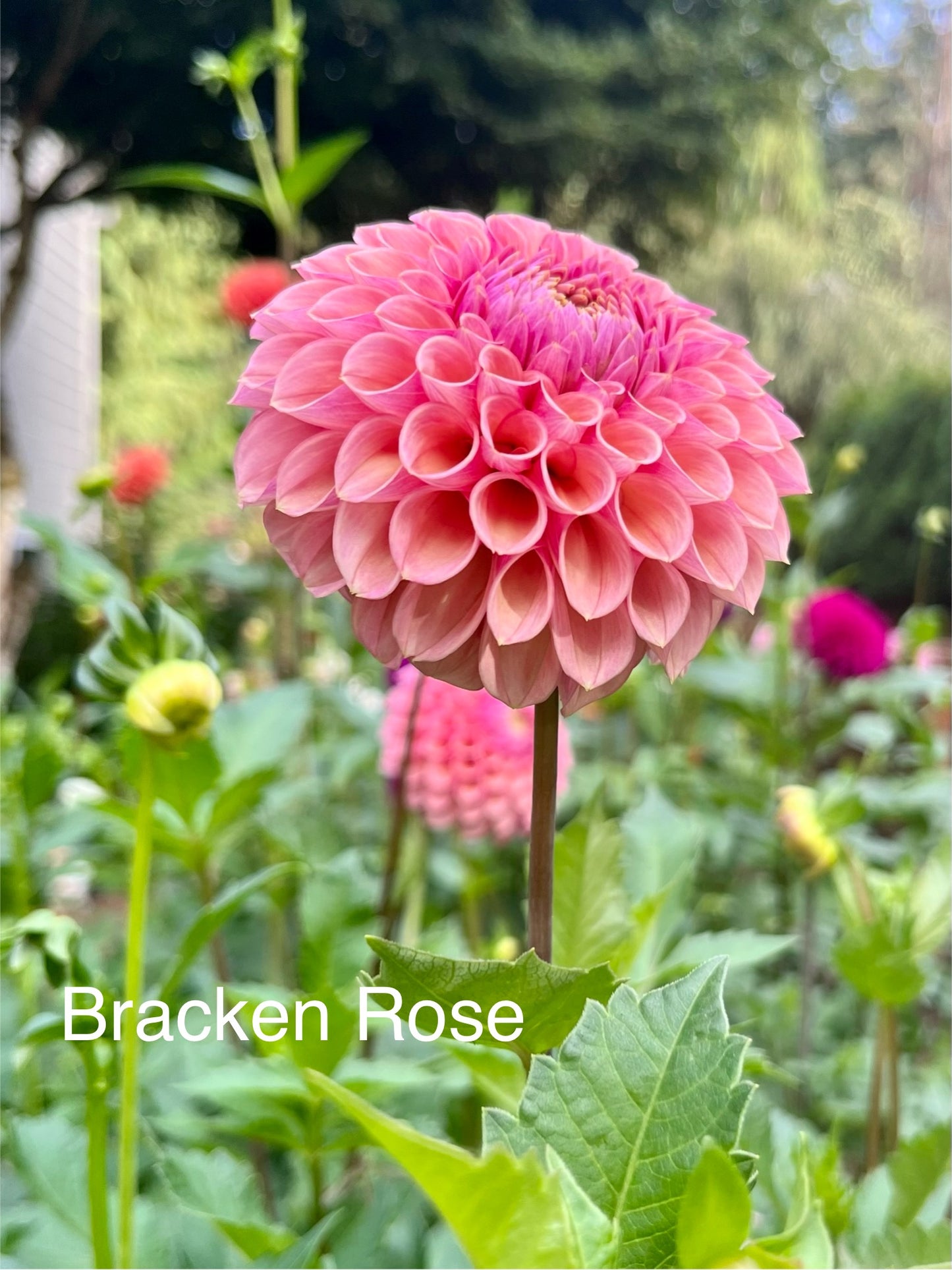 Bracken Rose Rooted Cutting - LOCAL PICK UP ONLY