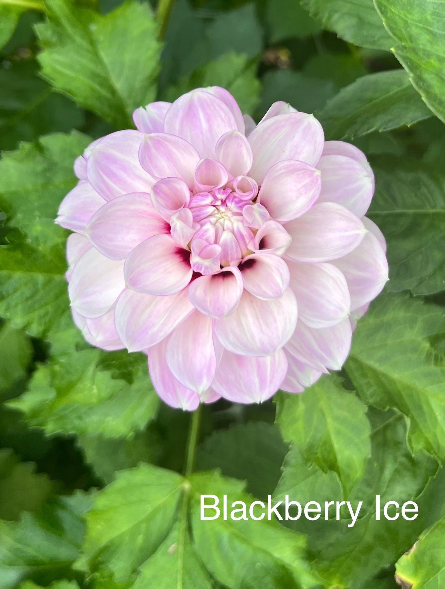 Blackberry Ice