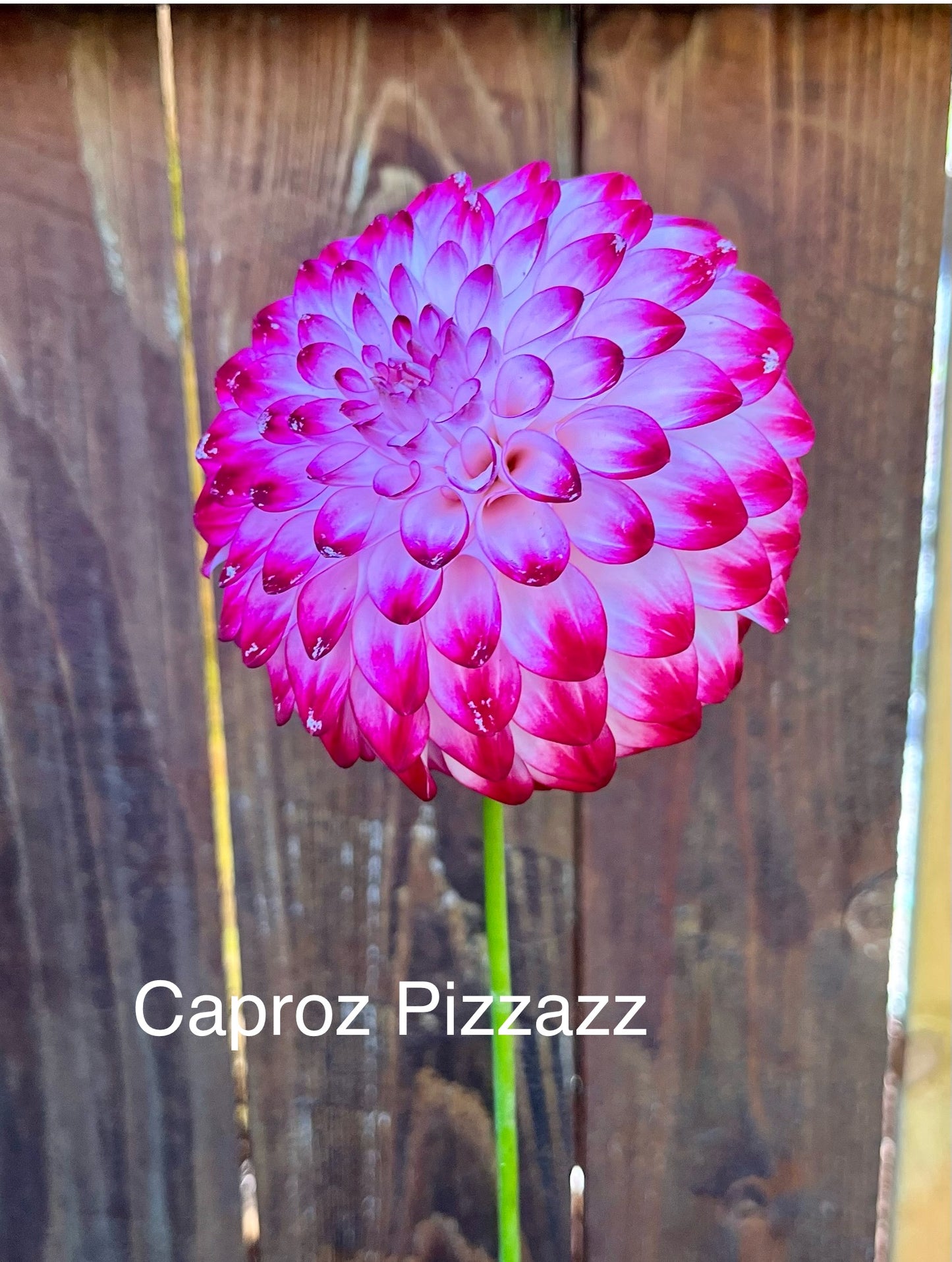 Caproz Pizzazz
