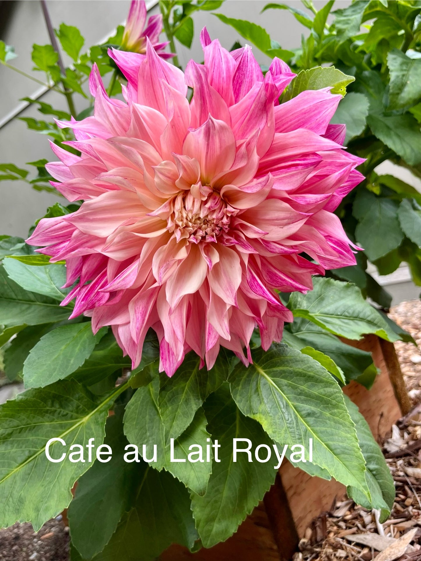 Café au Lait Royal