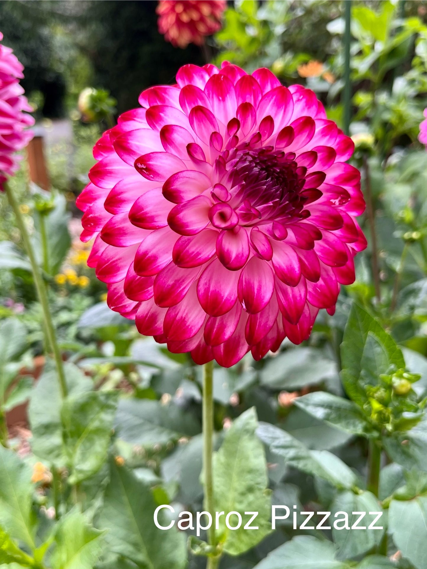 Caproz Pizzazz