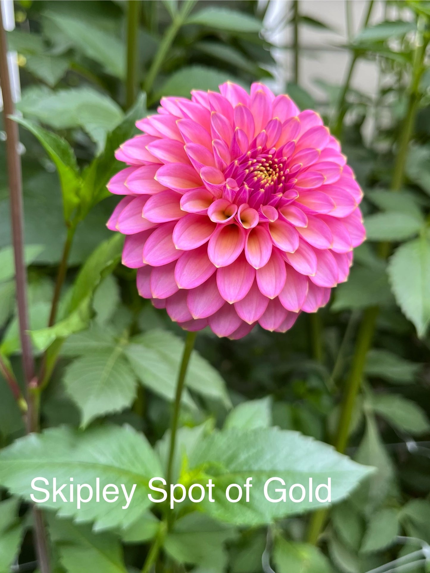 Skipley Spot of Gold