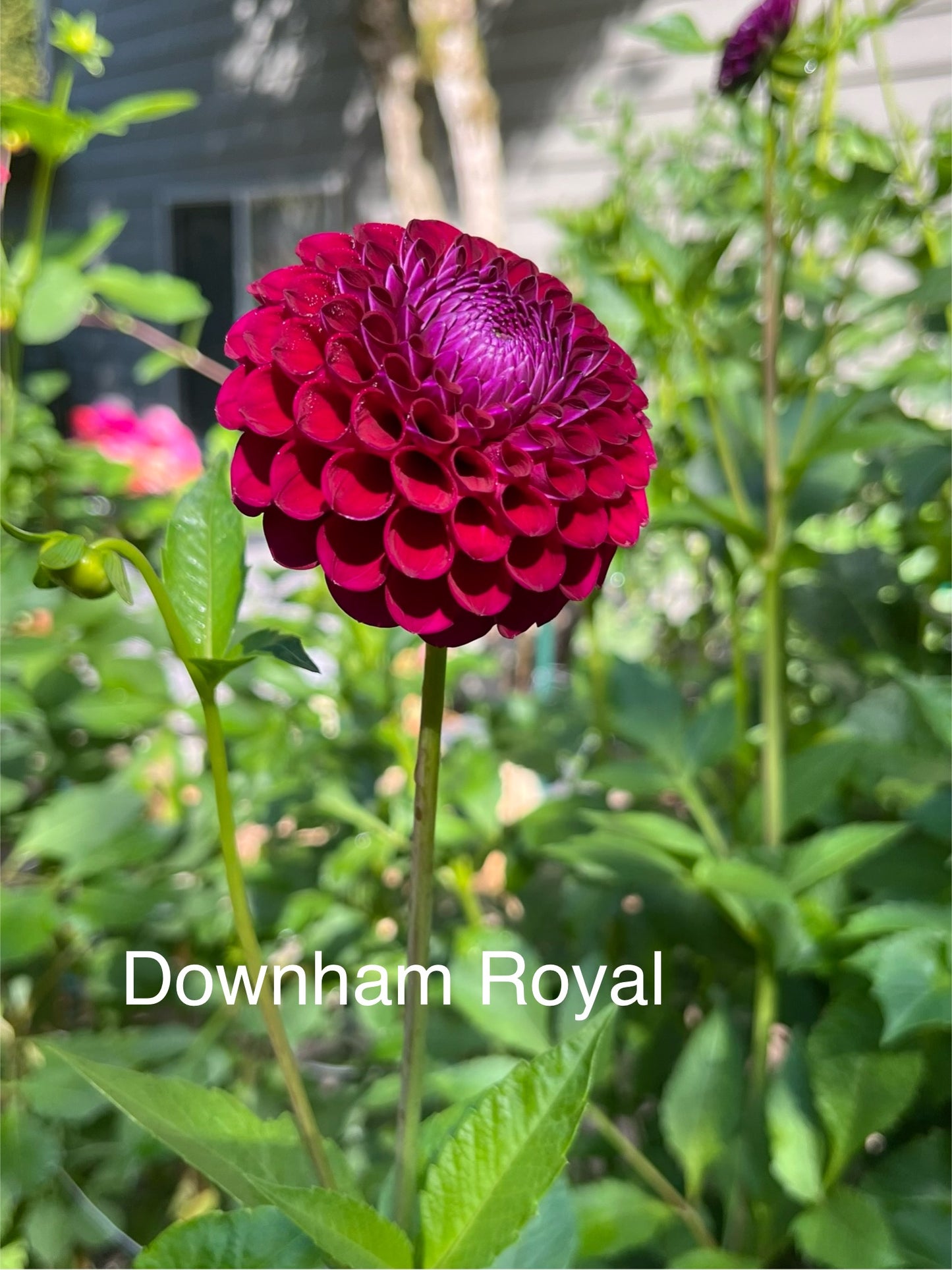 Downham Royal Rooted Cutting - LOCAL PICK UP ONLY