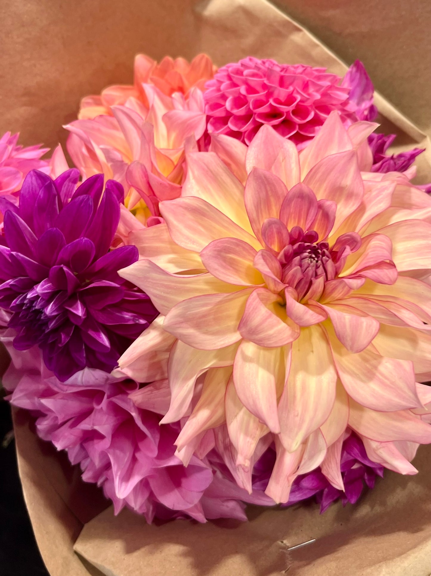 AC Twisp Rooted Cutting - LOCAL PICK UP ONLY