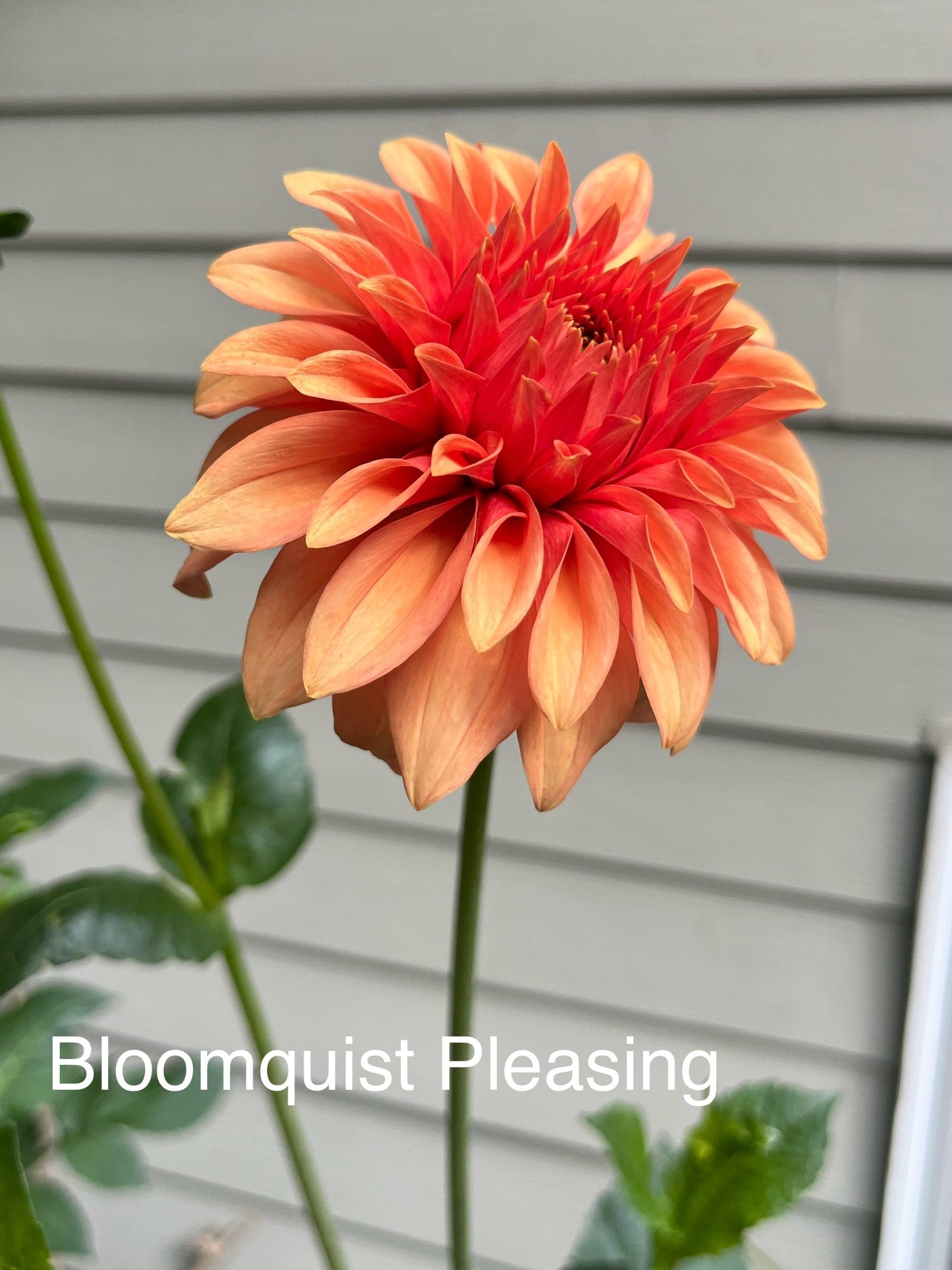 Bloomquist Pleasing Rooted Cutting - LOCAL PICK UP ONLY