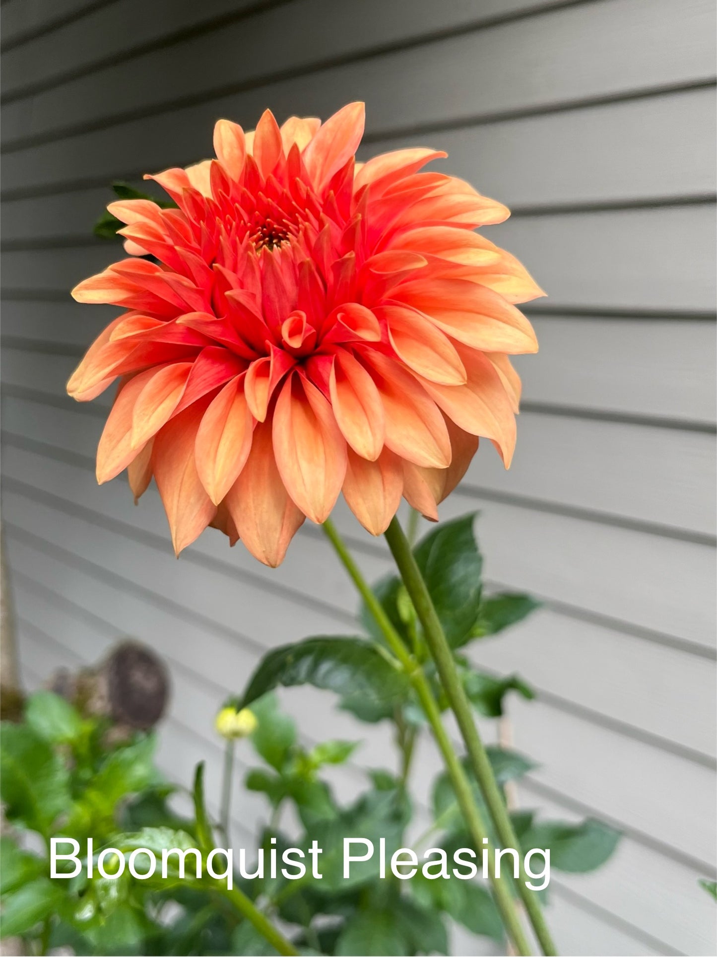 Bloomquist Pleasing Rooted Cutting - LOCAL PICK UP ONLY