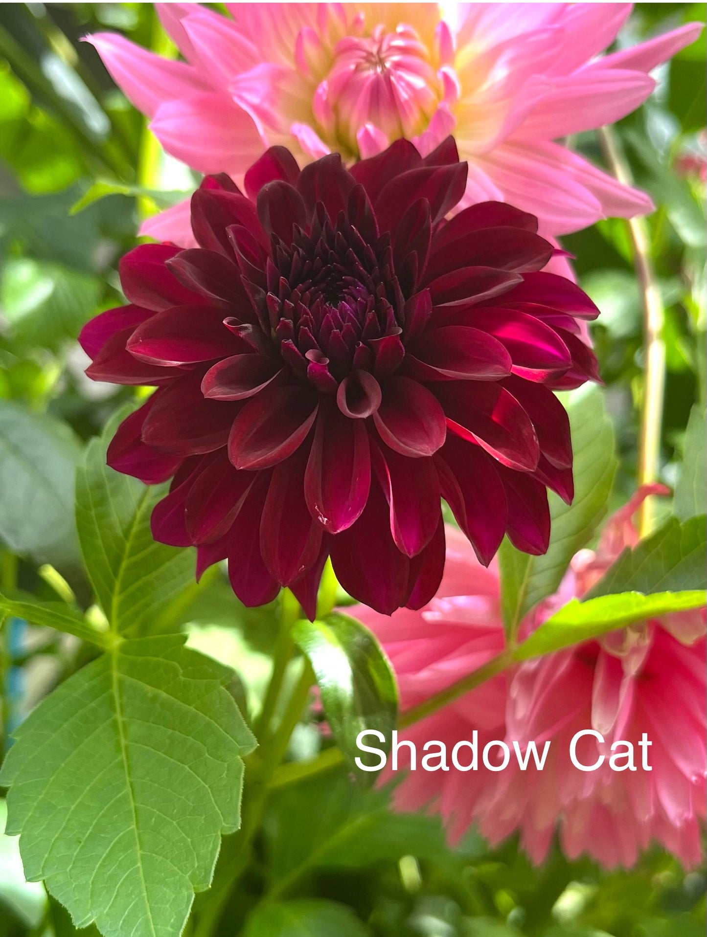 Shadow Cat