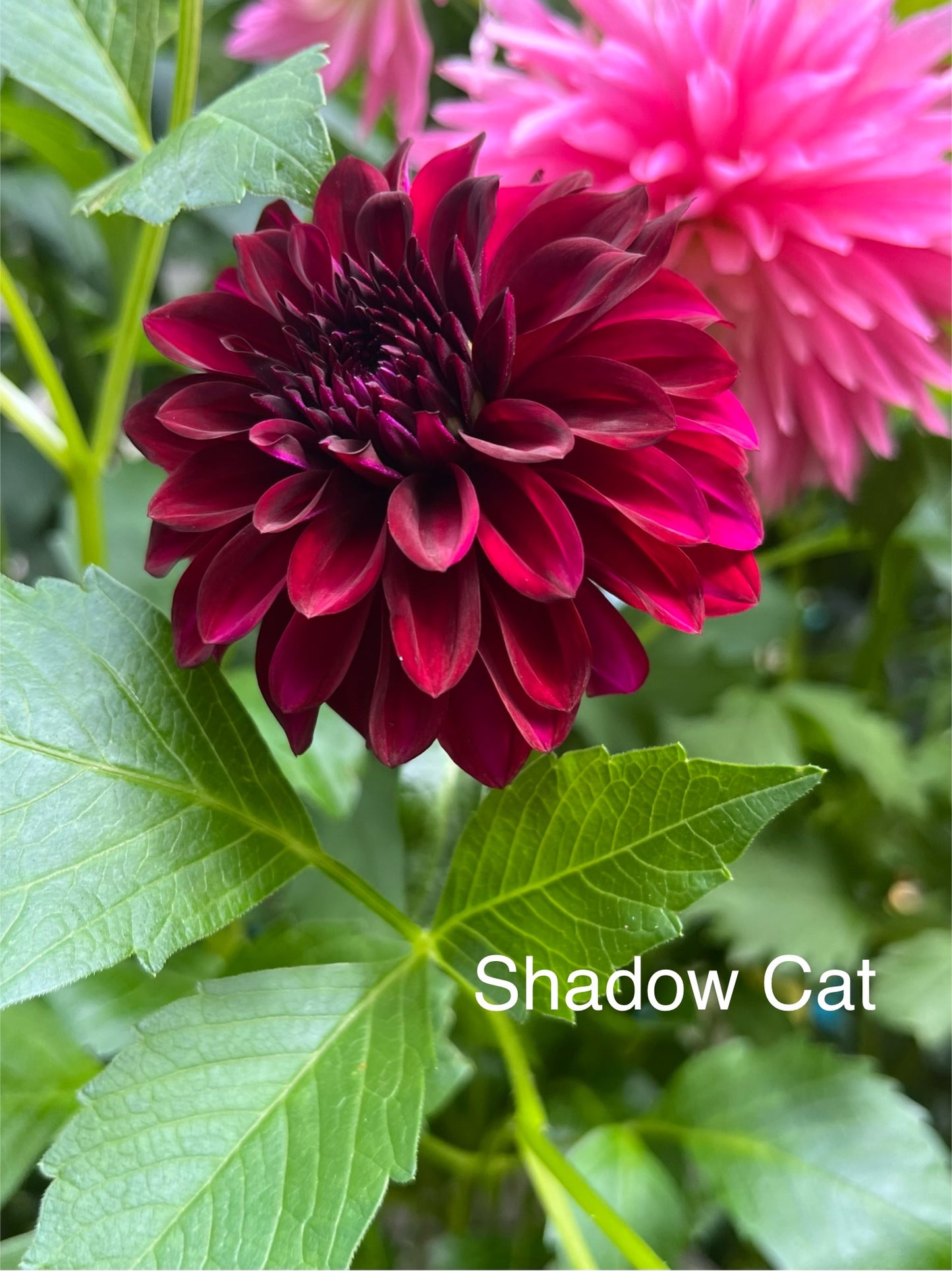 Shadow Cat