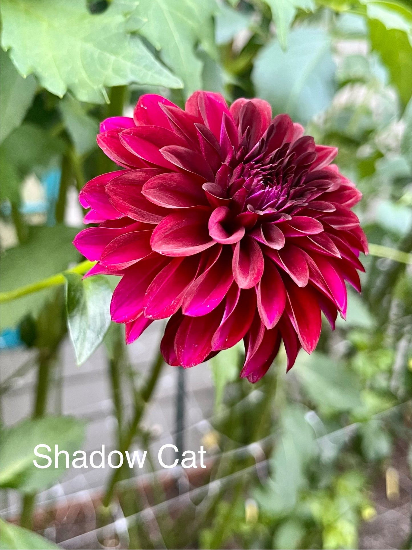 Shadow Cat