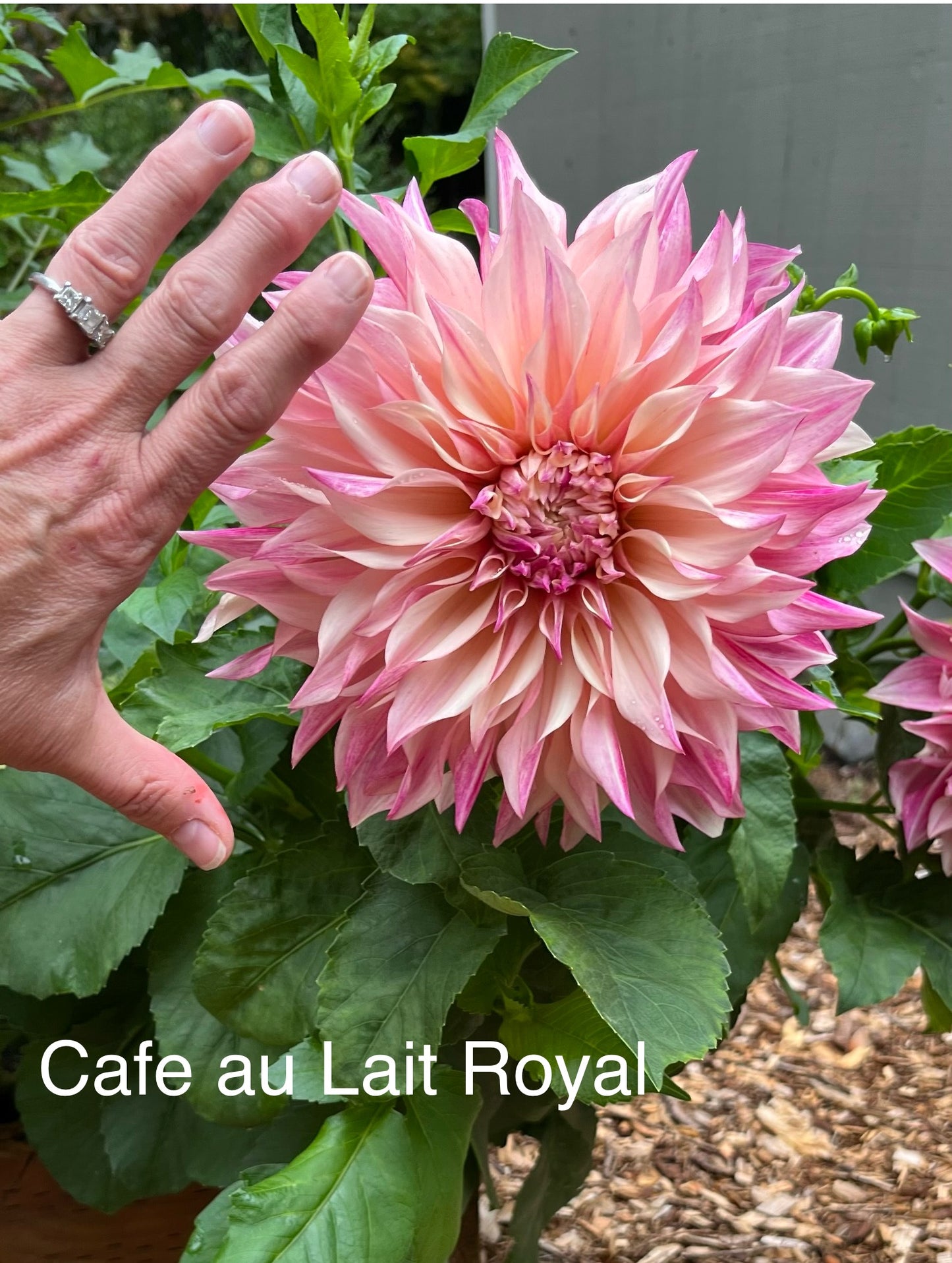 Café au Lait Royal