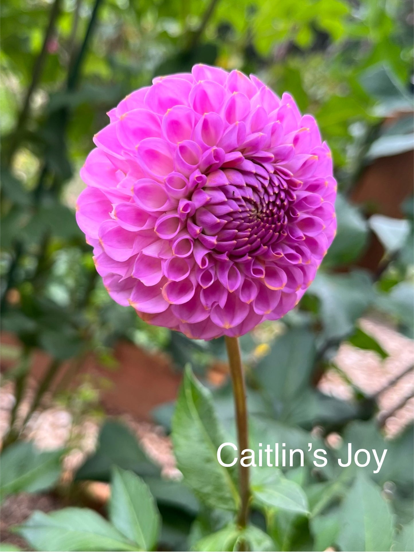 Caitlin's Joy