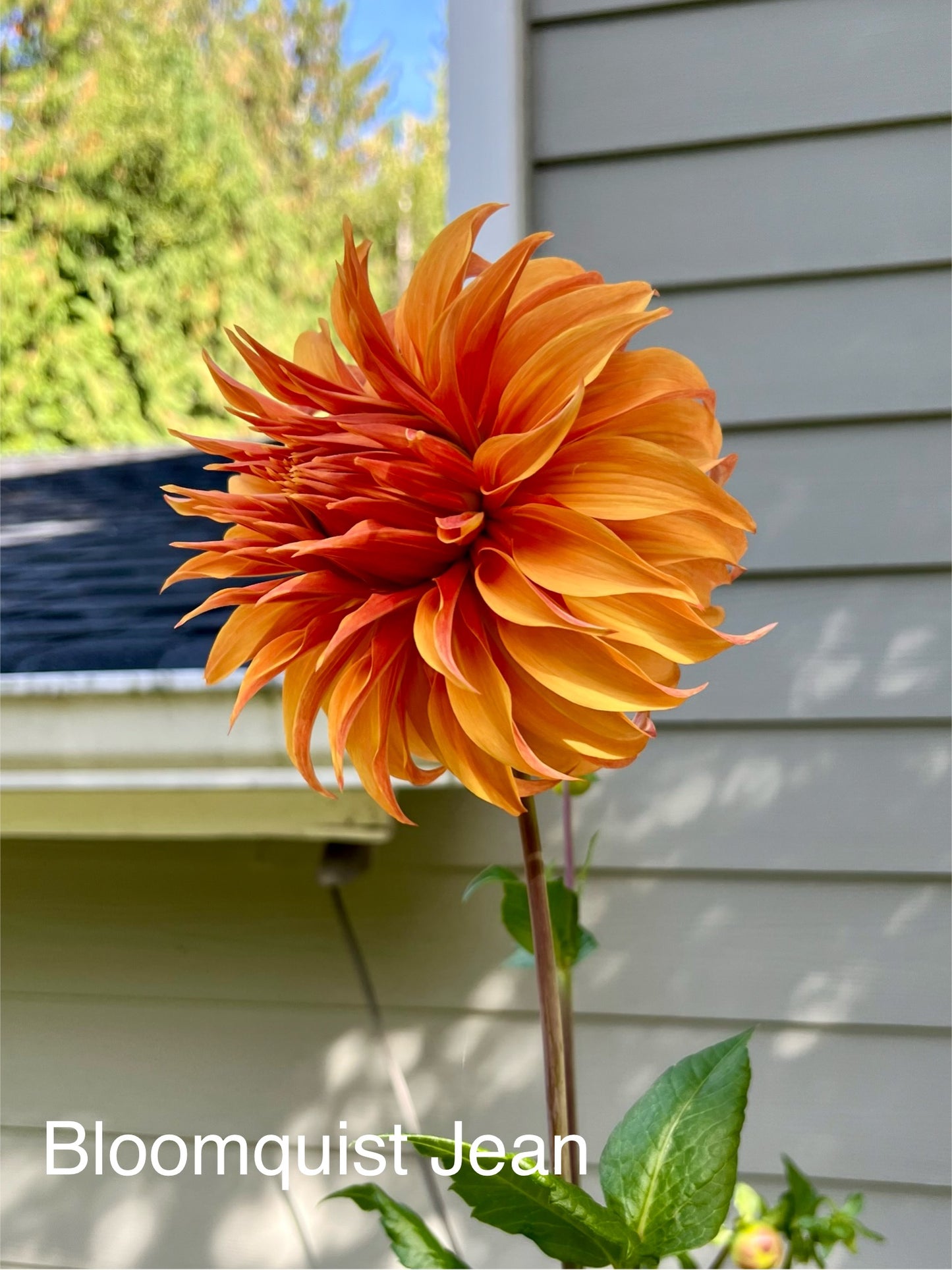 Bloomquist Jean Rooted Cutting - LOCAL PICK UP ONLY