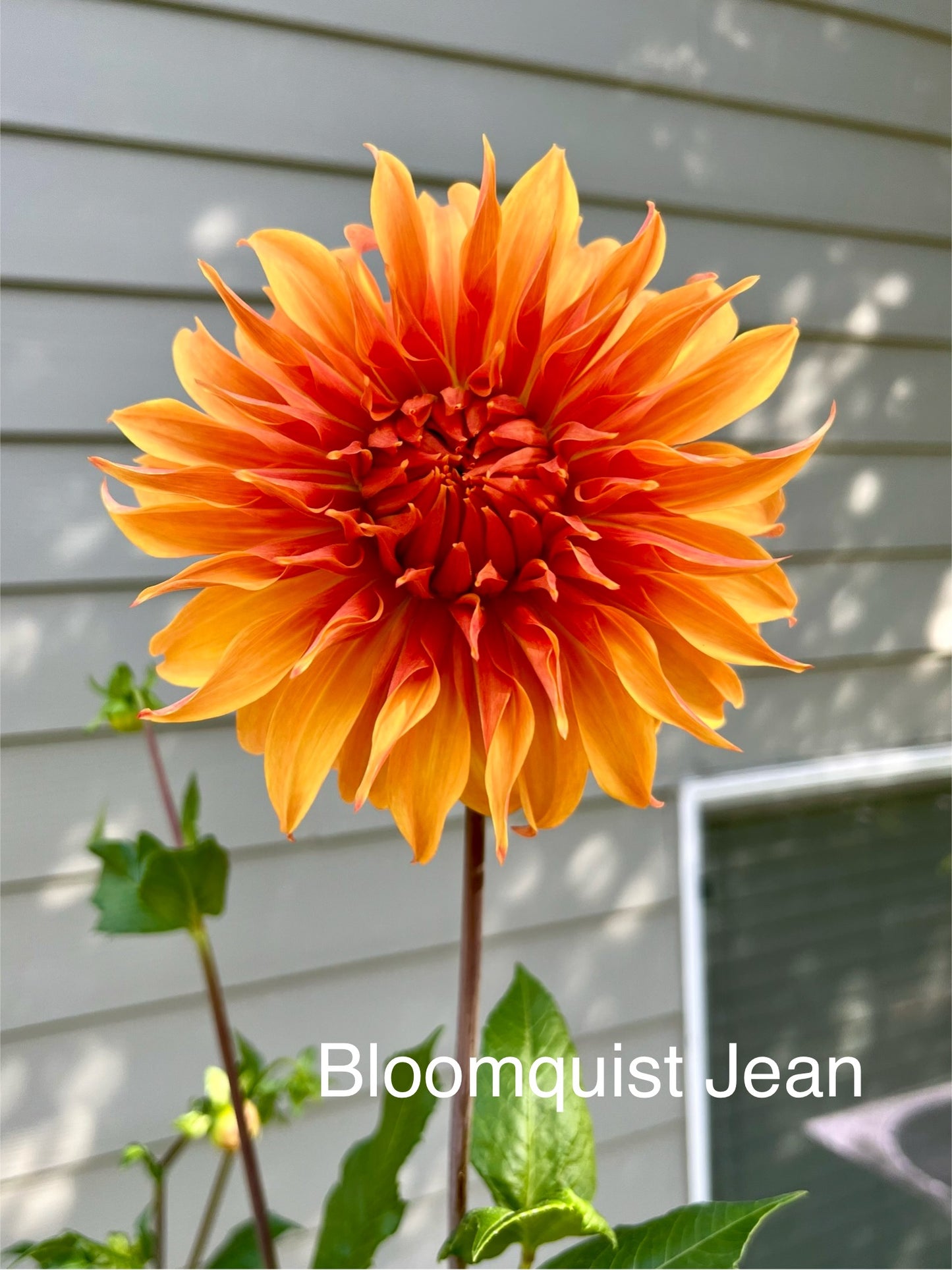 Bloomquist Jean Rooted Cutting - LOCAL PICK UP ONLY