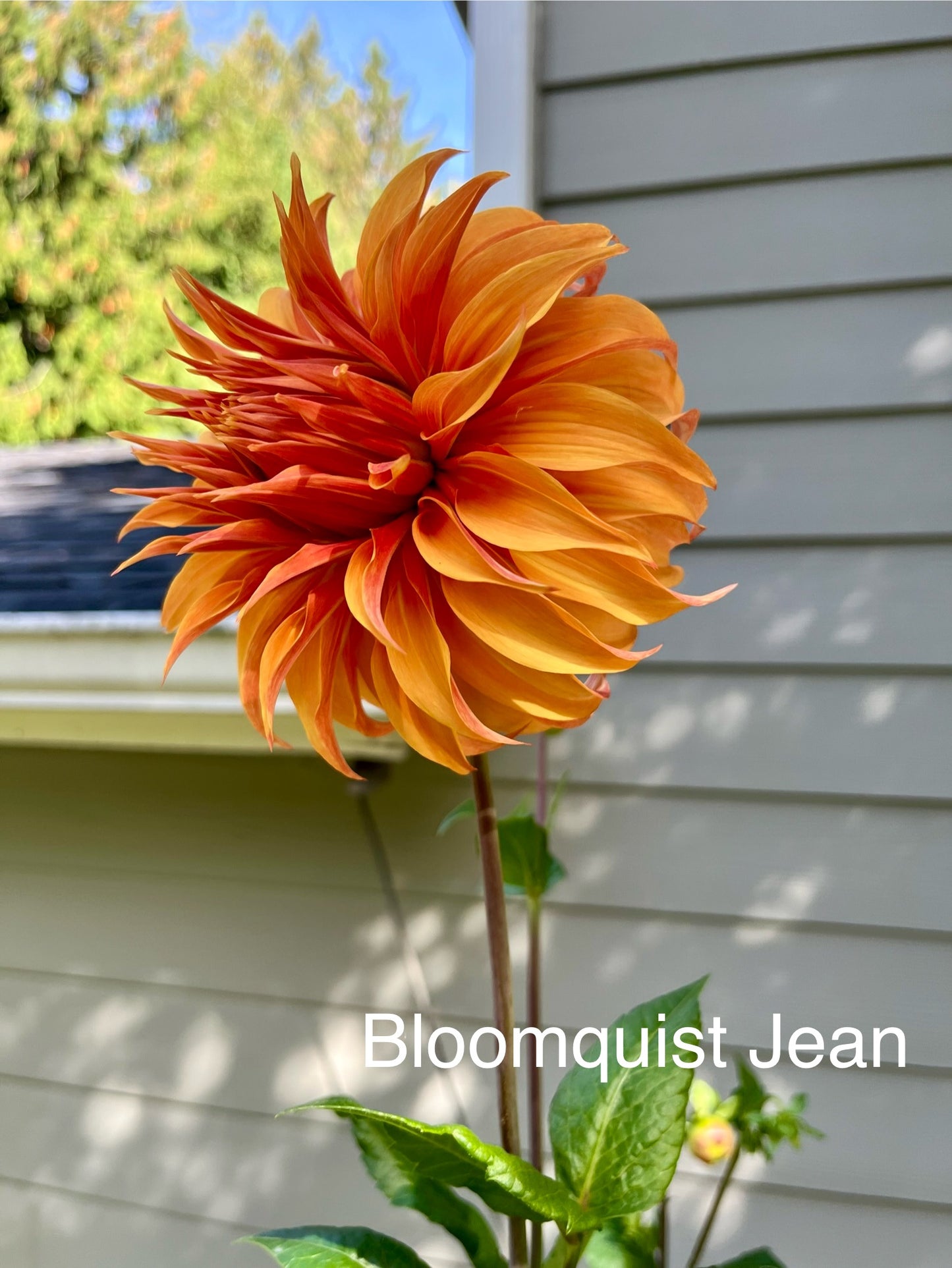 Bloomquist Jean Rooted Cutting - LOCAL PICK UP ONLY