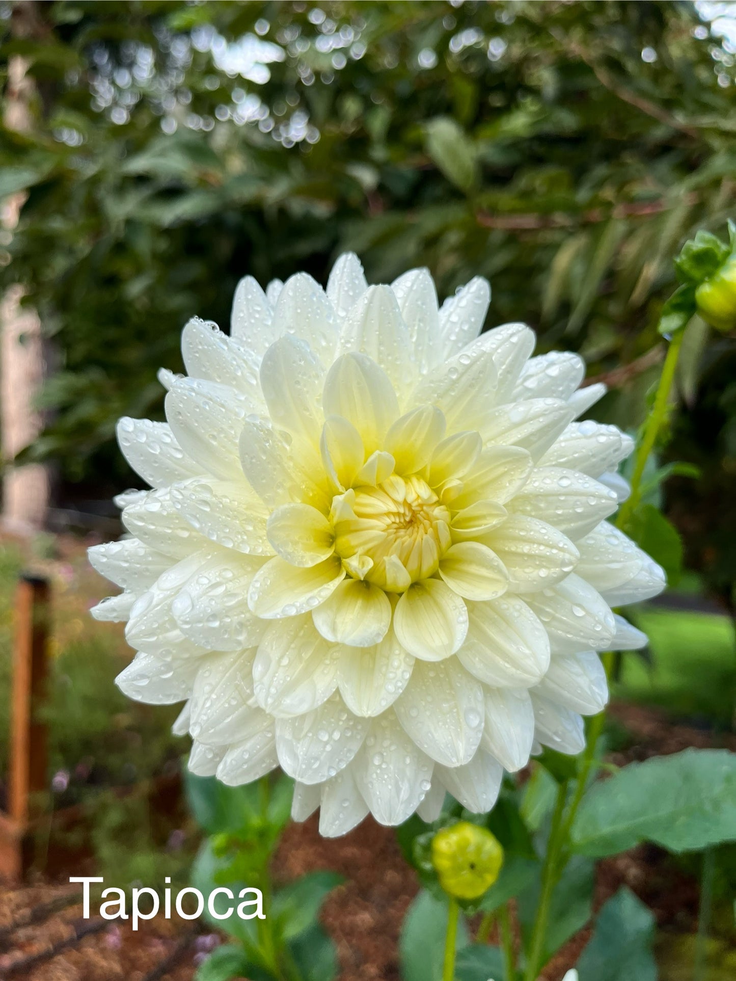 Tapioca