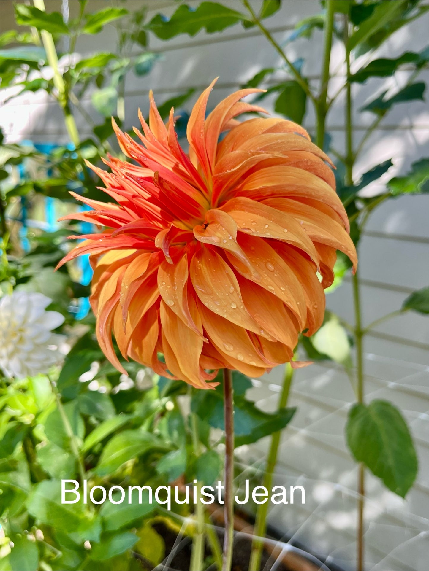 Bloomquist Jean Rooted Cutting - LOCAL PICK UP ONLY