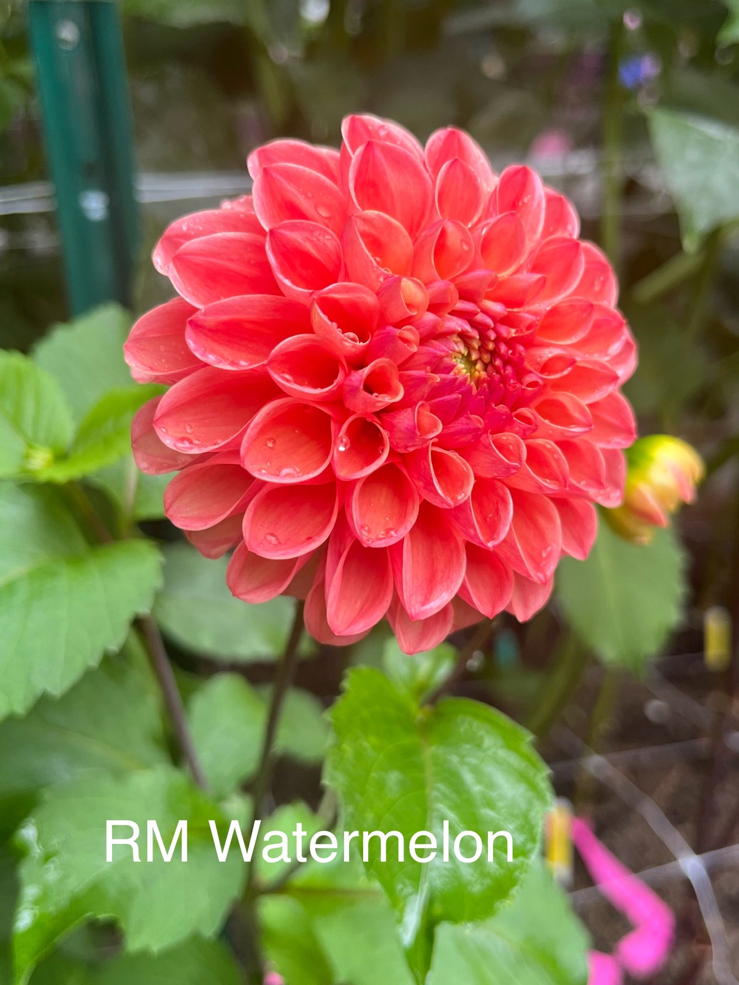 RM Watermelon Rooted Cutting - LOCAL PICK UP ONLY