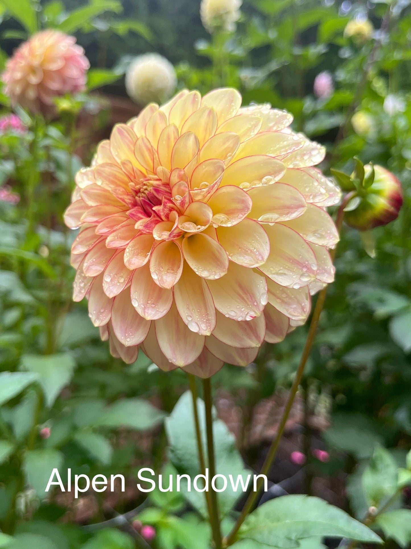 Alpen Sundown