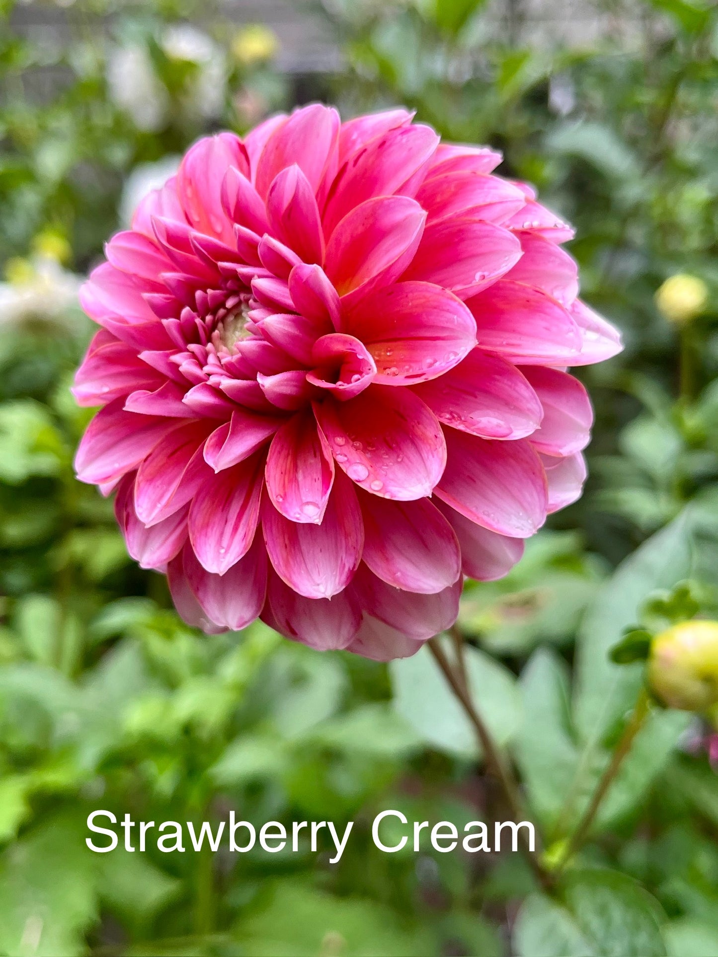 Strawberry Cream