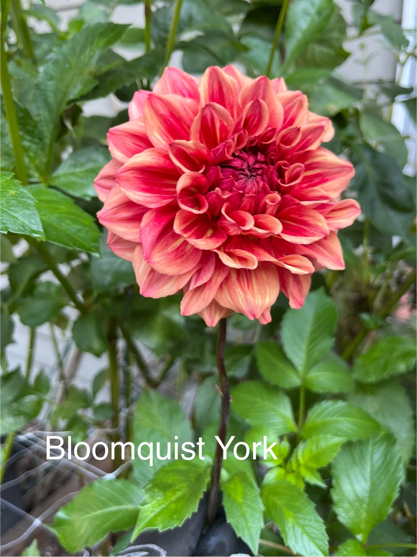 Bloomquist York