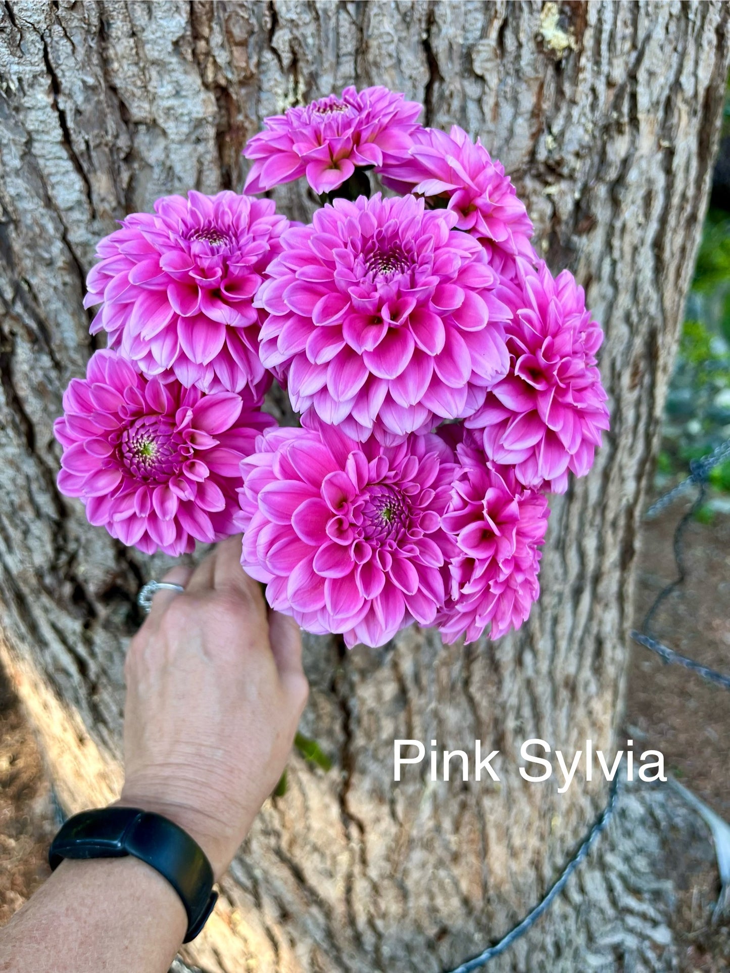 Pink Sylvia