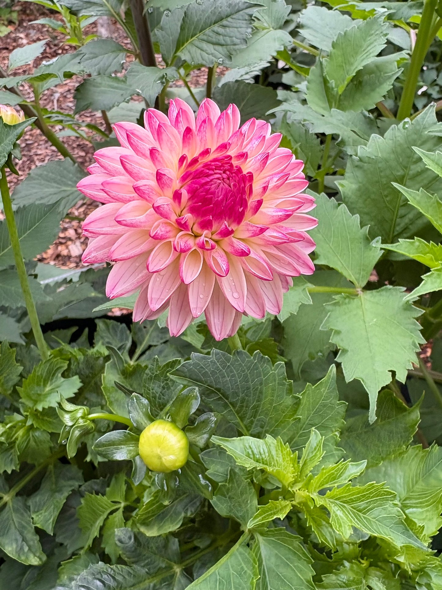 Valley Porcupine Rooted Cutting - LOCAL PICK UP ONLY
