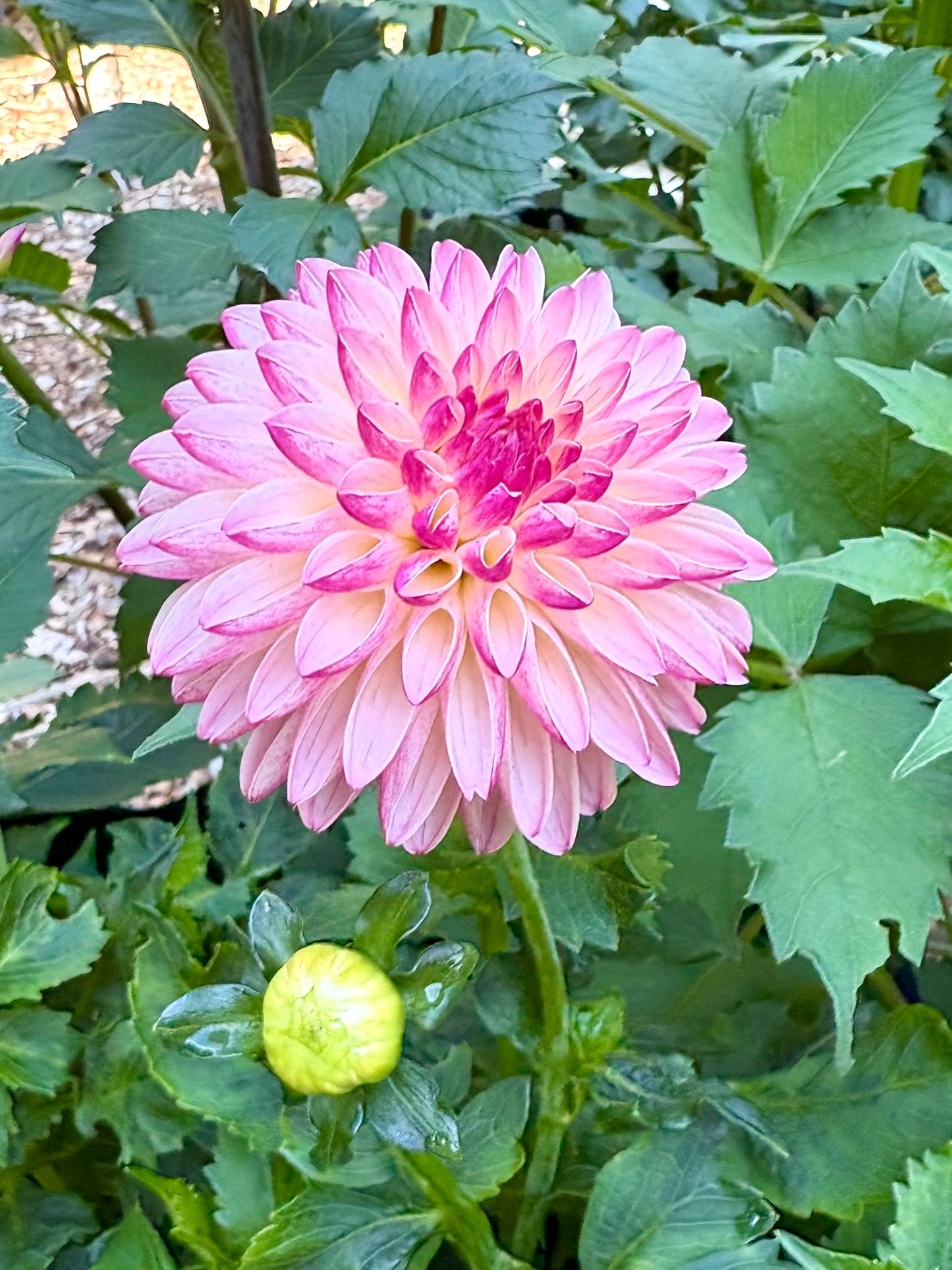 Valley Porcupine Rooted Cutting - LOCAL PICK UP ONLY