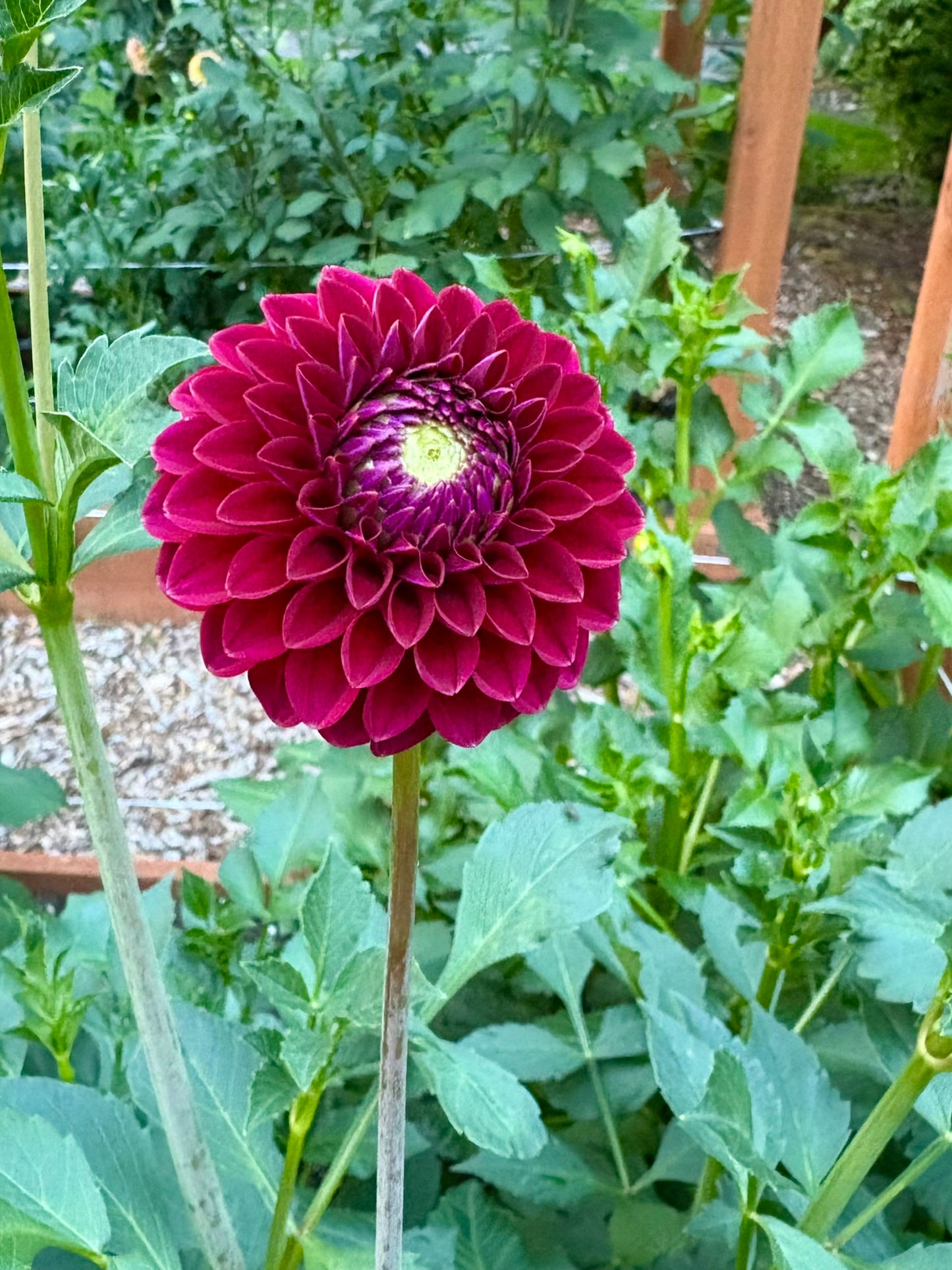 Kennedy Hill Luigi Rooted Cutting - LOCAL PICK UP ONLY