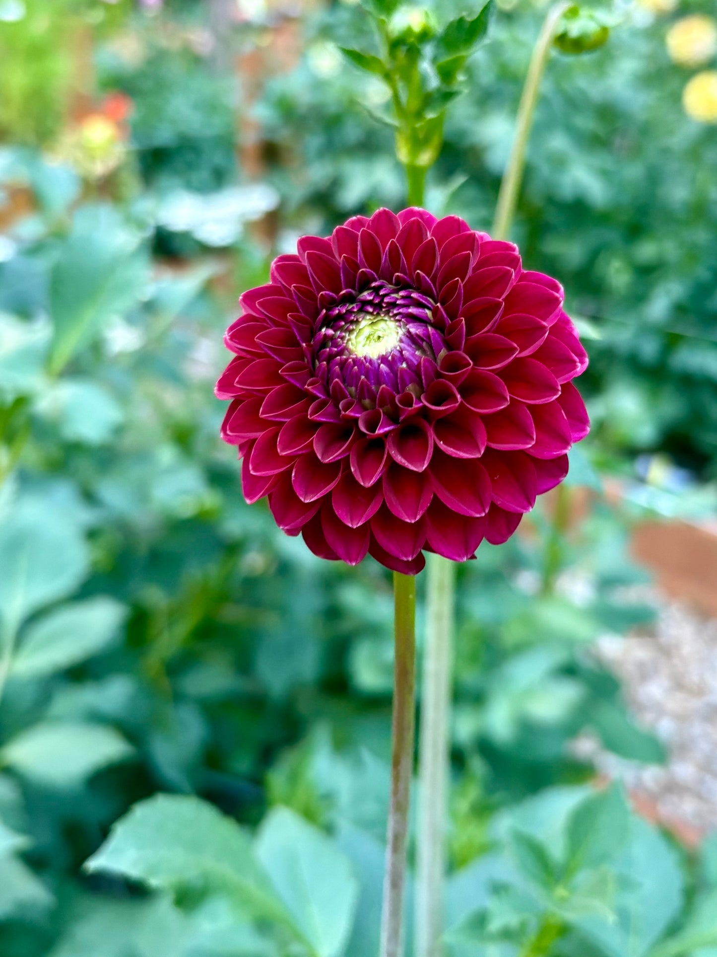 Kennedy Hill Luigi Rooted Cutting - LOCAL PICK UP ONLY