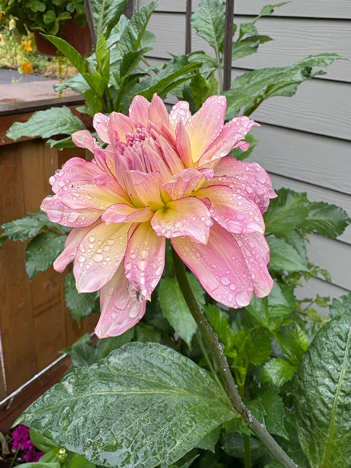 AC Twisp Rooted Cutting - LOCAL PICK UP ONLY