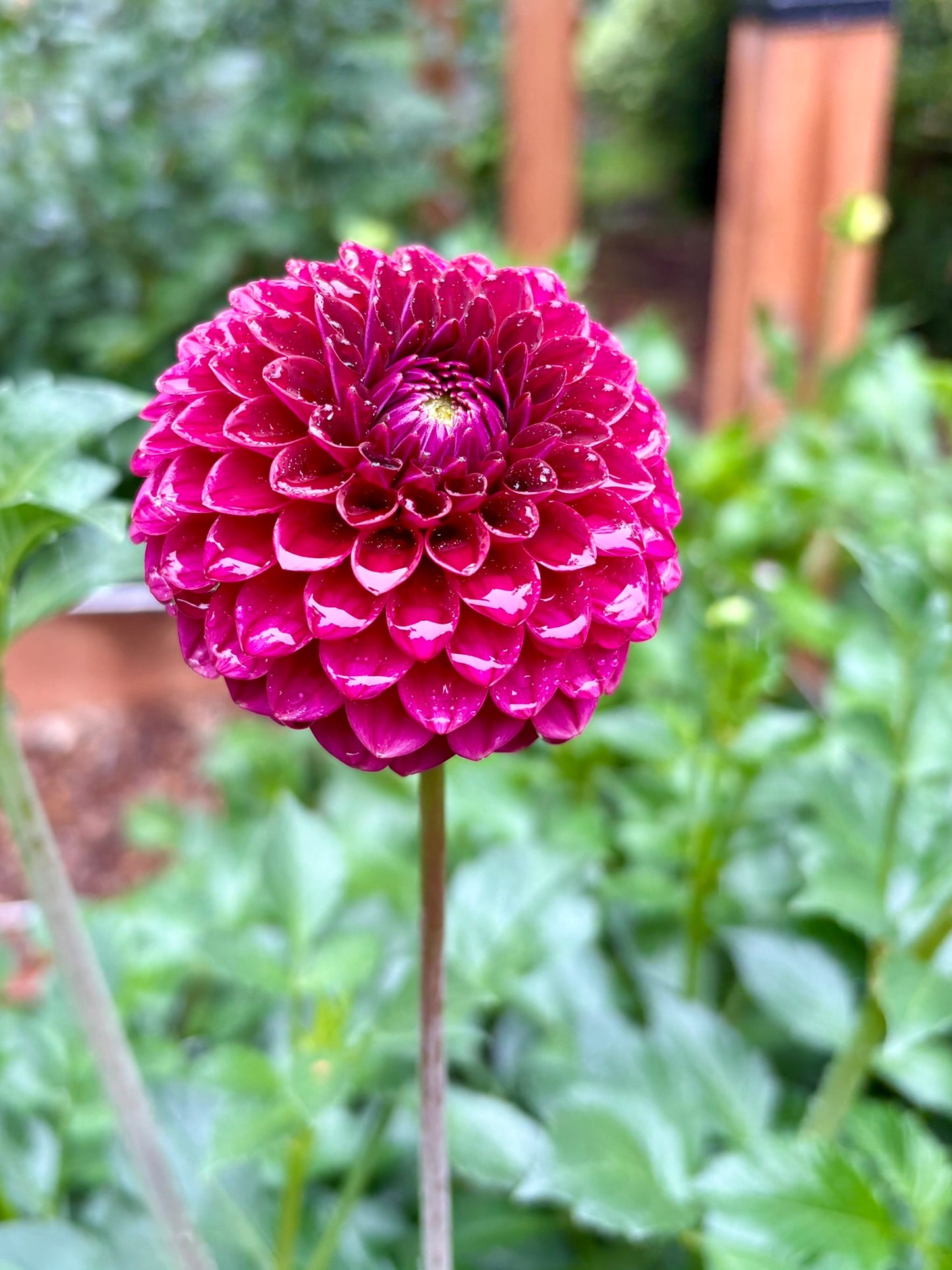 Kennedy Hill Luigi Rooted Cutting - LOCAL PICK UP ONLY