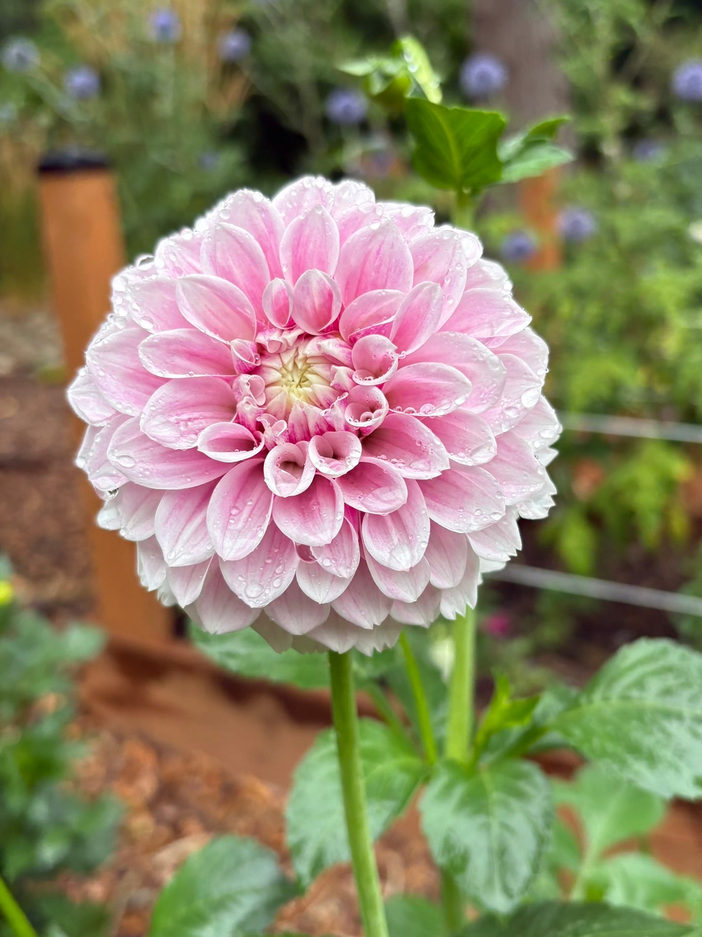 Marshmallow Baby Rooted Cutting - LOCAL PICK UP ONLY