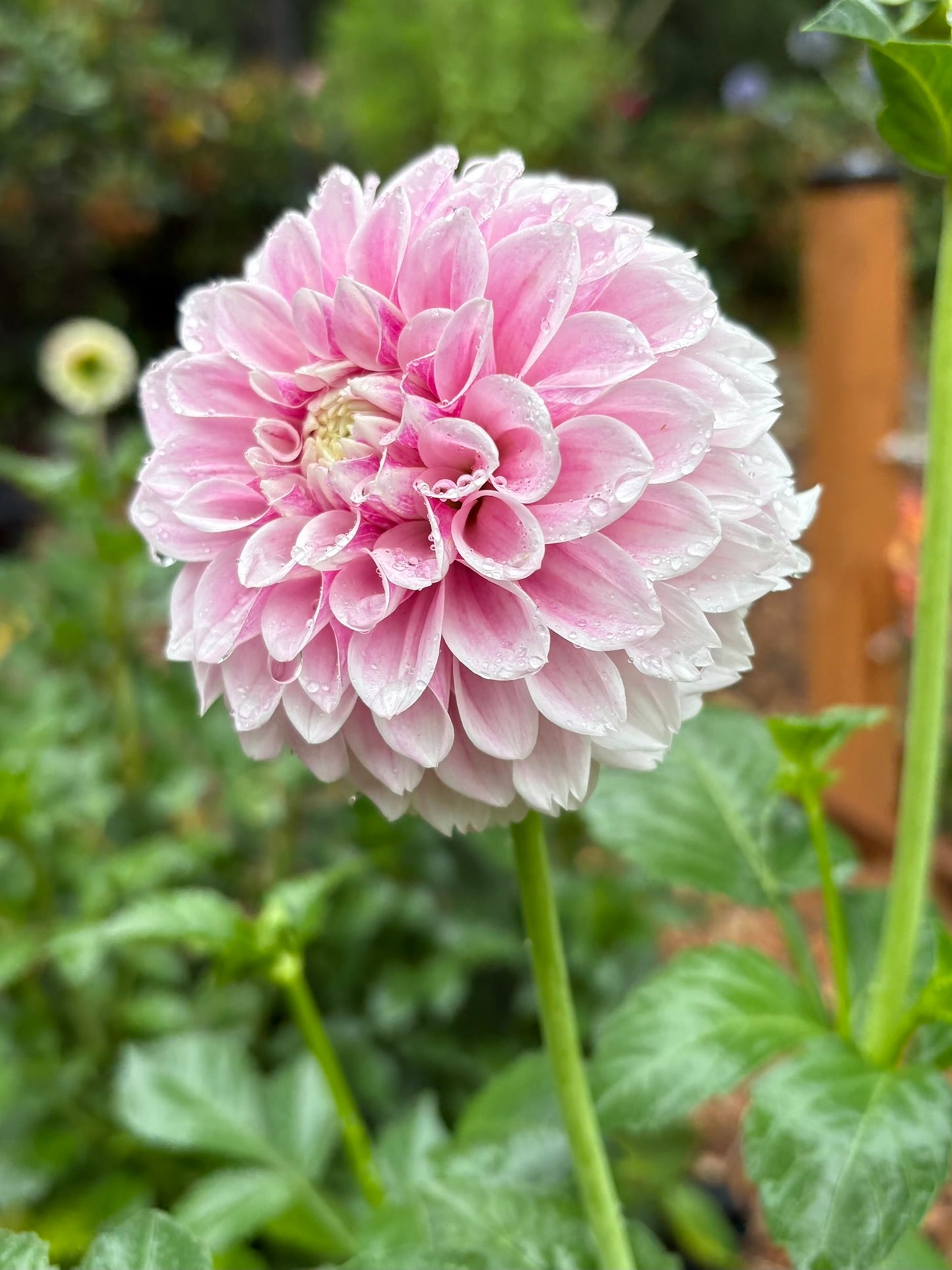 Marshmallow Baby Rooted Cutting - LOCAL PICK UP ONLY