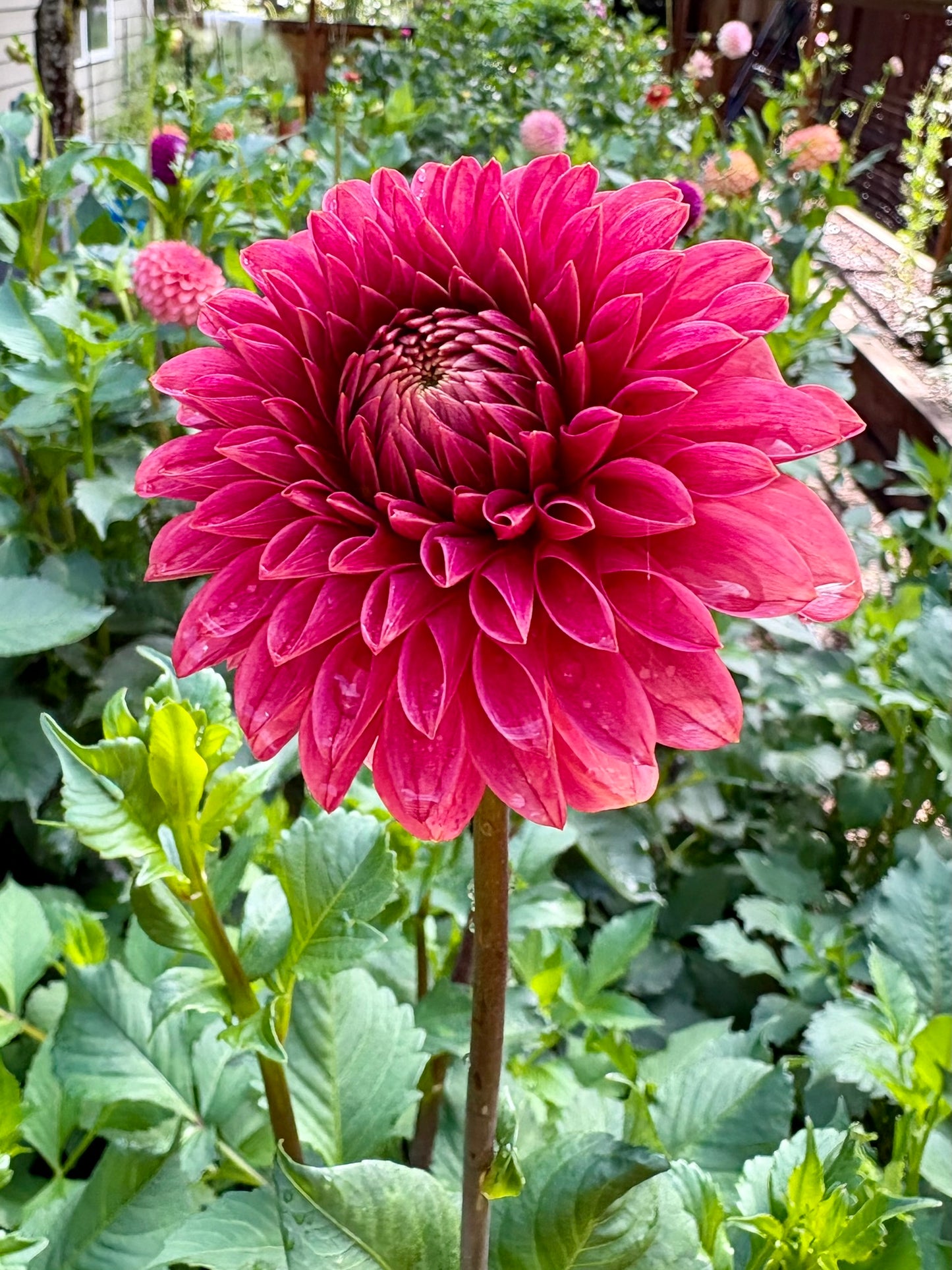 KA's® Rosie Jo Rooted Cutting - LOCAL PICK UP ONLY