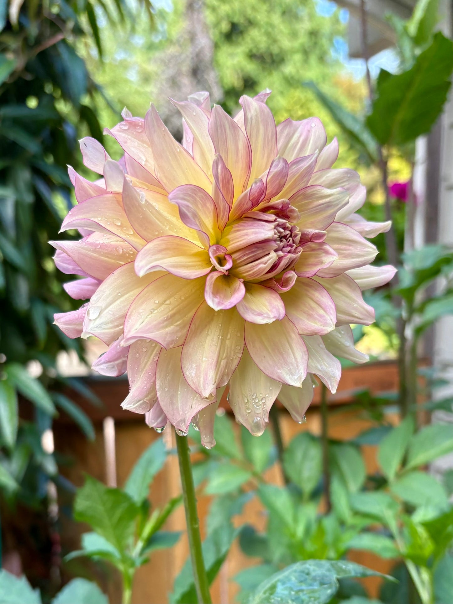 AC Twisp Rooted Cutting - LOCAL PICK UP ONLY