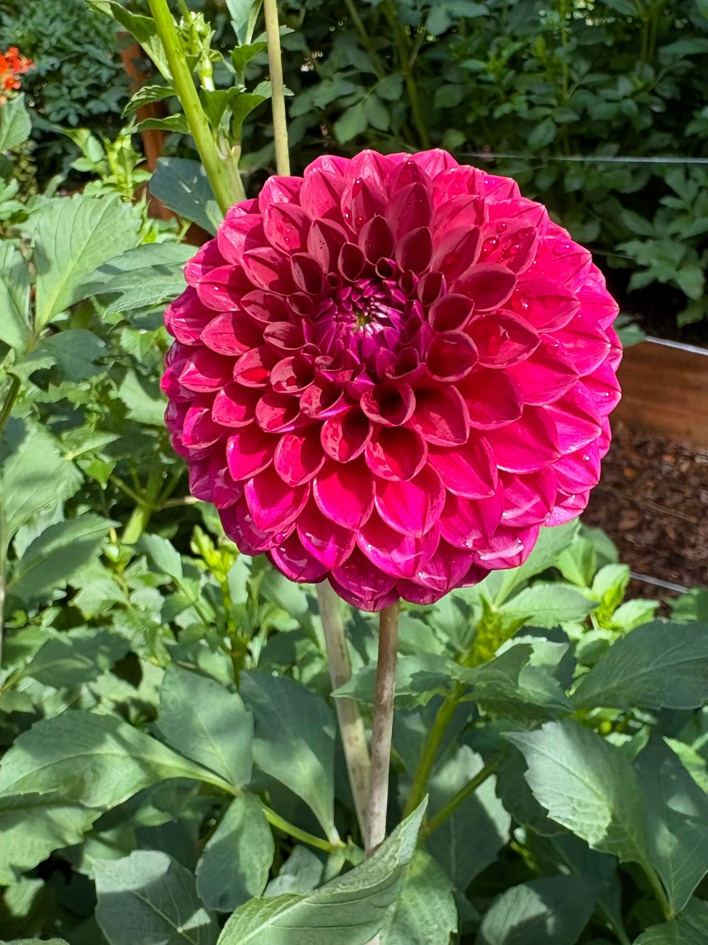 Kennedy Hill Luigi Rooted Cutting - LOCAL PICK UP ONLY