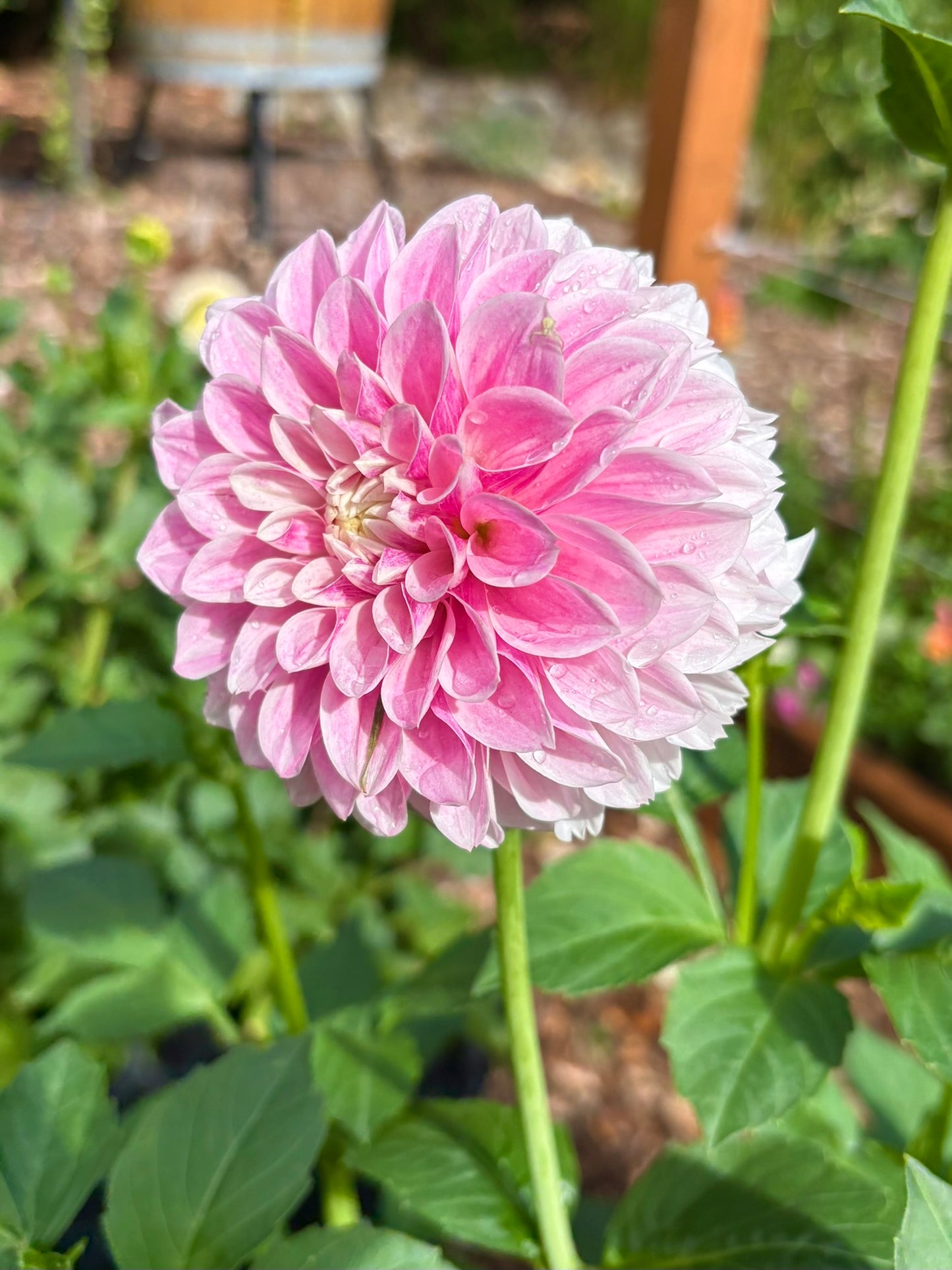 Marshmallow Baby Rooted Cutting - LOCAL PICK UP ONLY