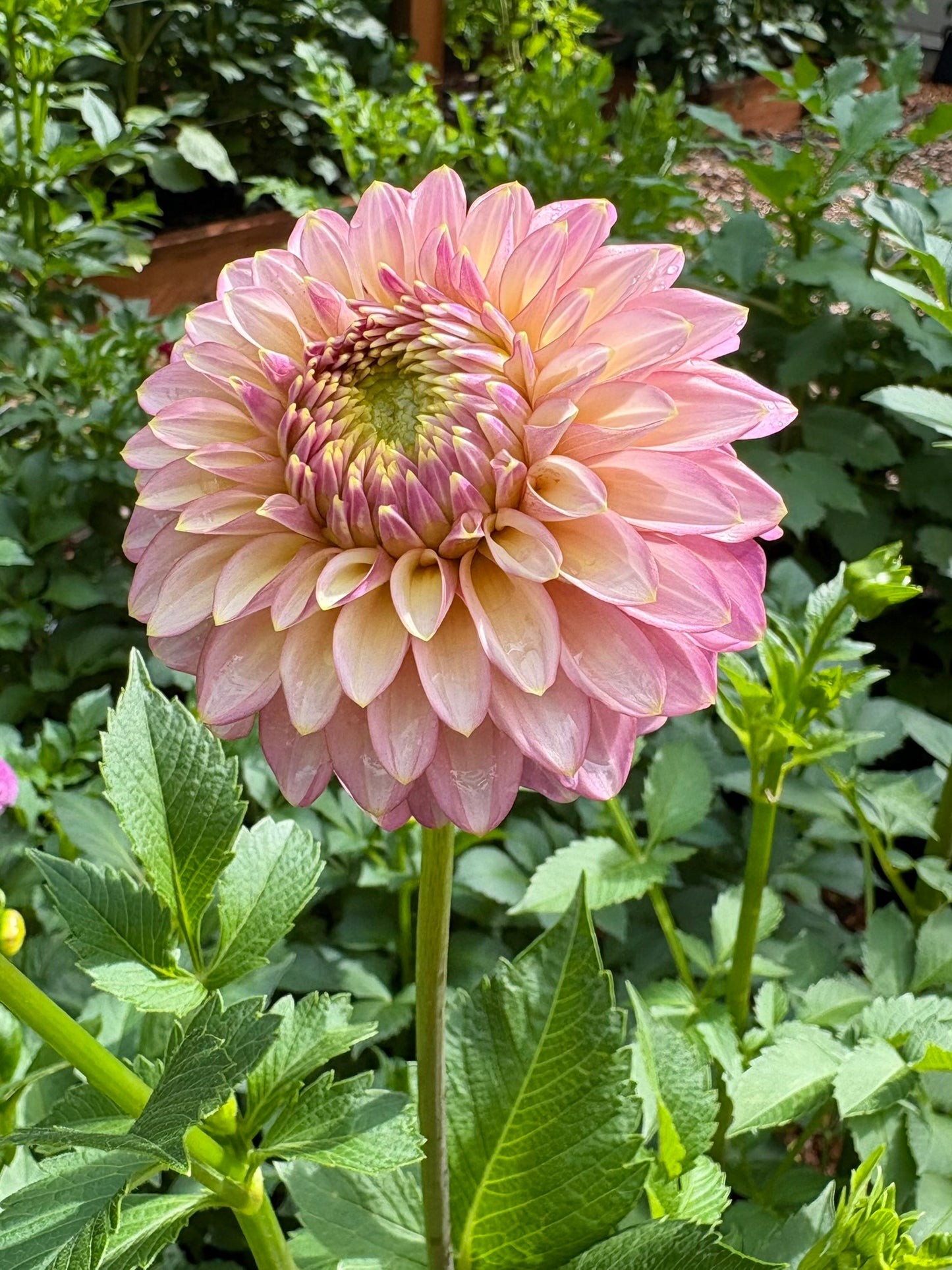 Skipley Spot of Gold